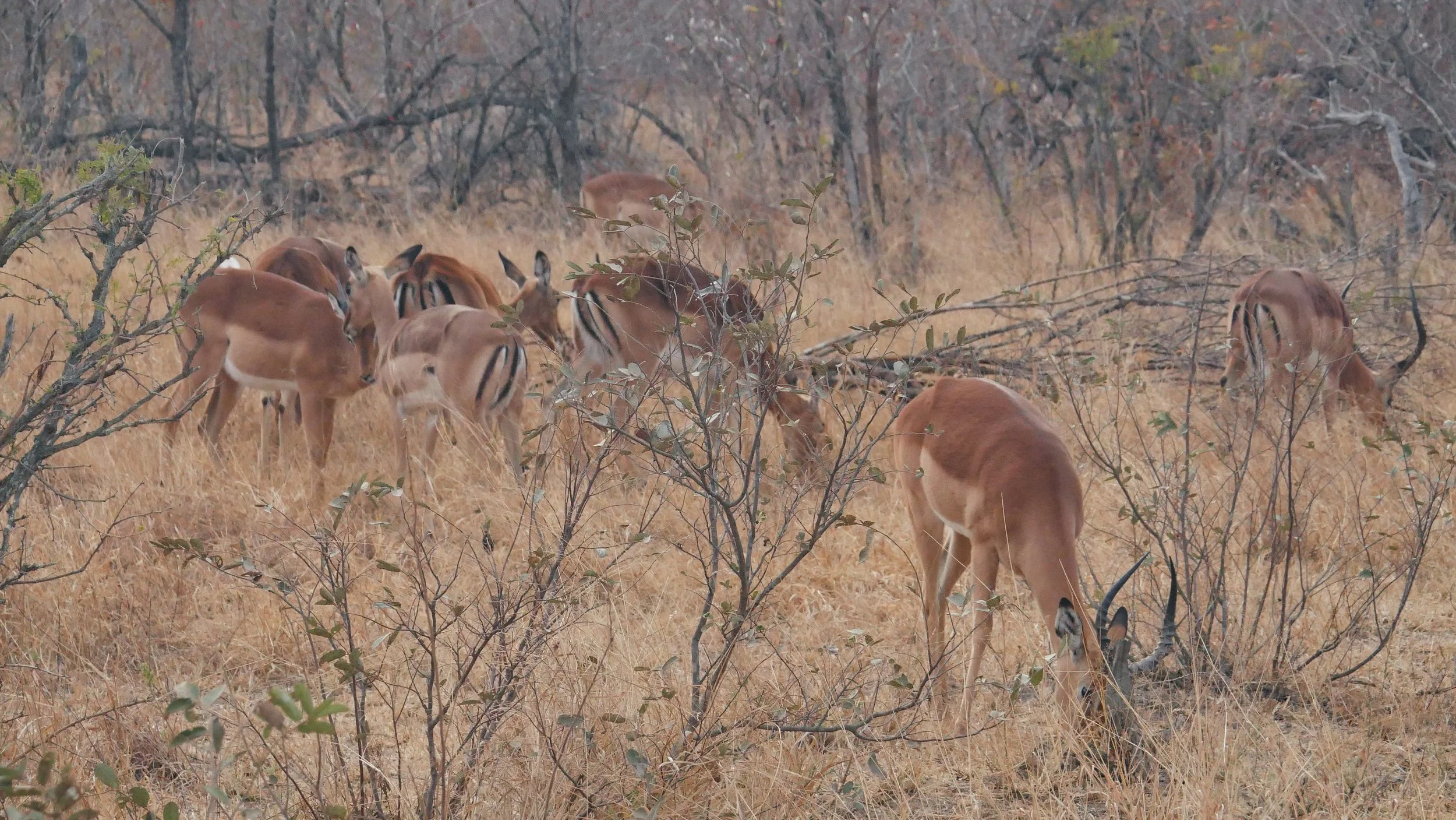 landscapeandwildlife_Kruger_-63.jpg