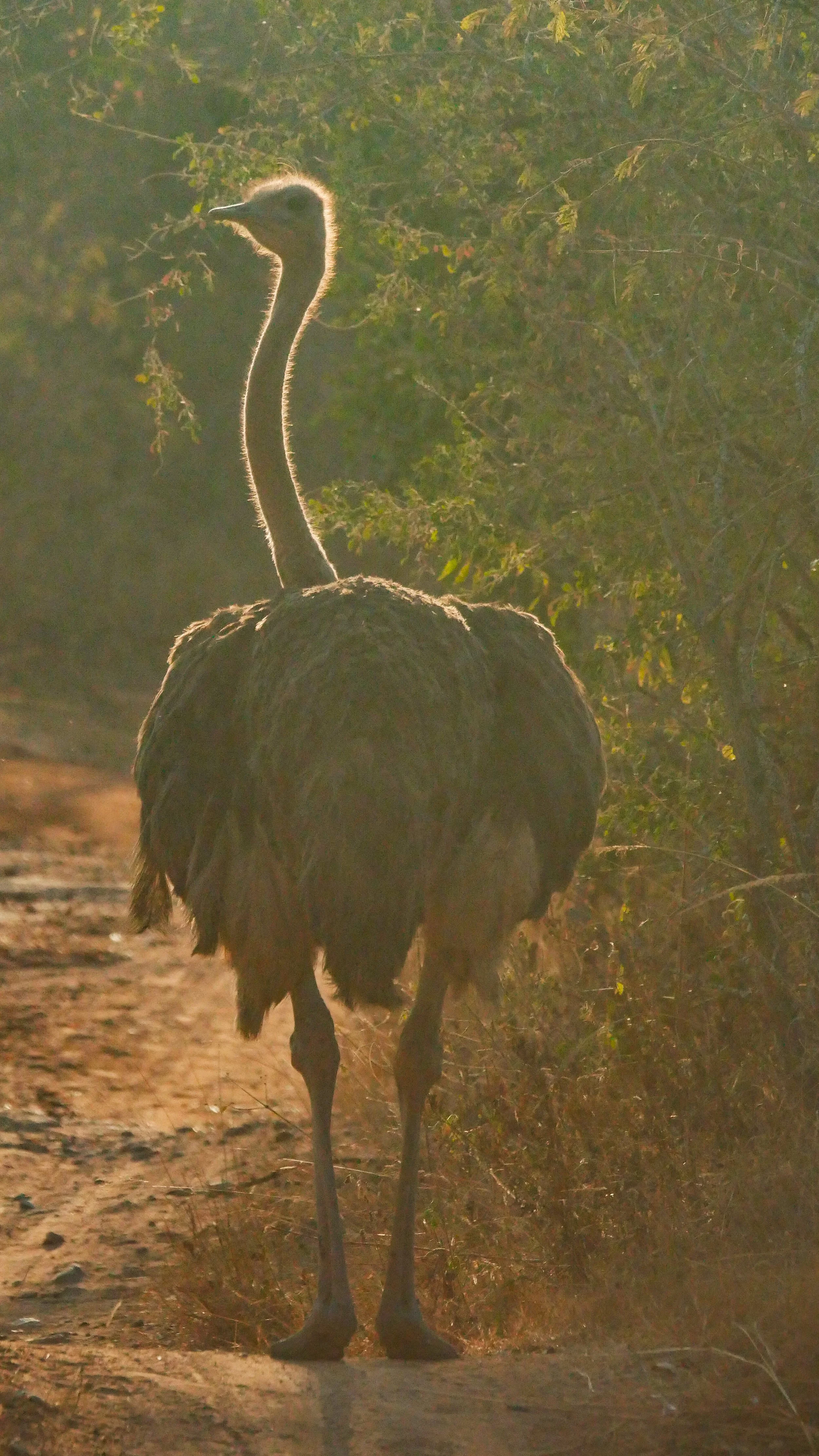 landscapeandwildlife_Kruger_-9-3.jpg