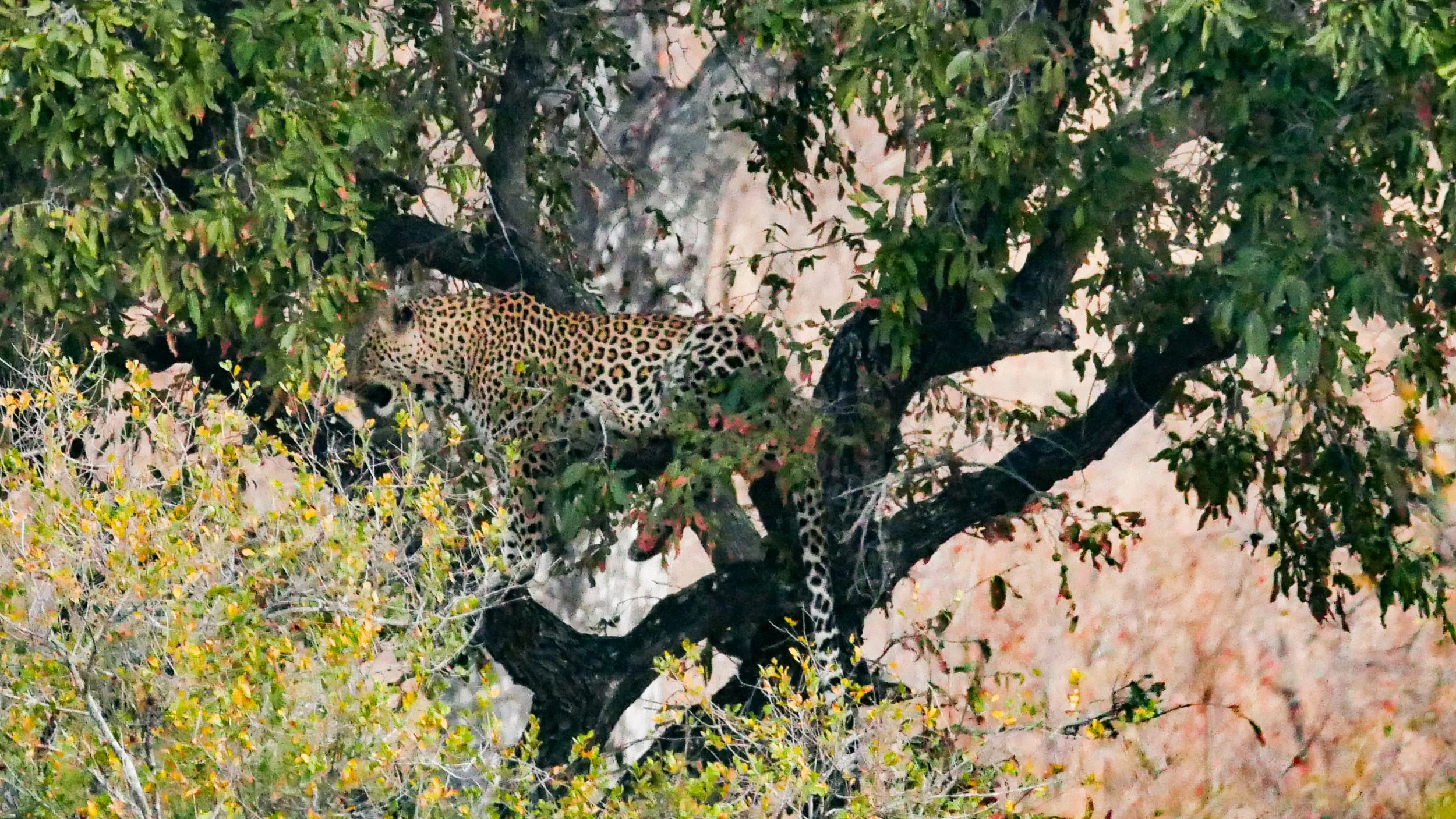 landscapeandwildlife_Kruger_-150.jpg