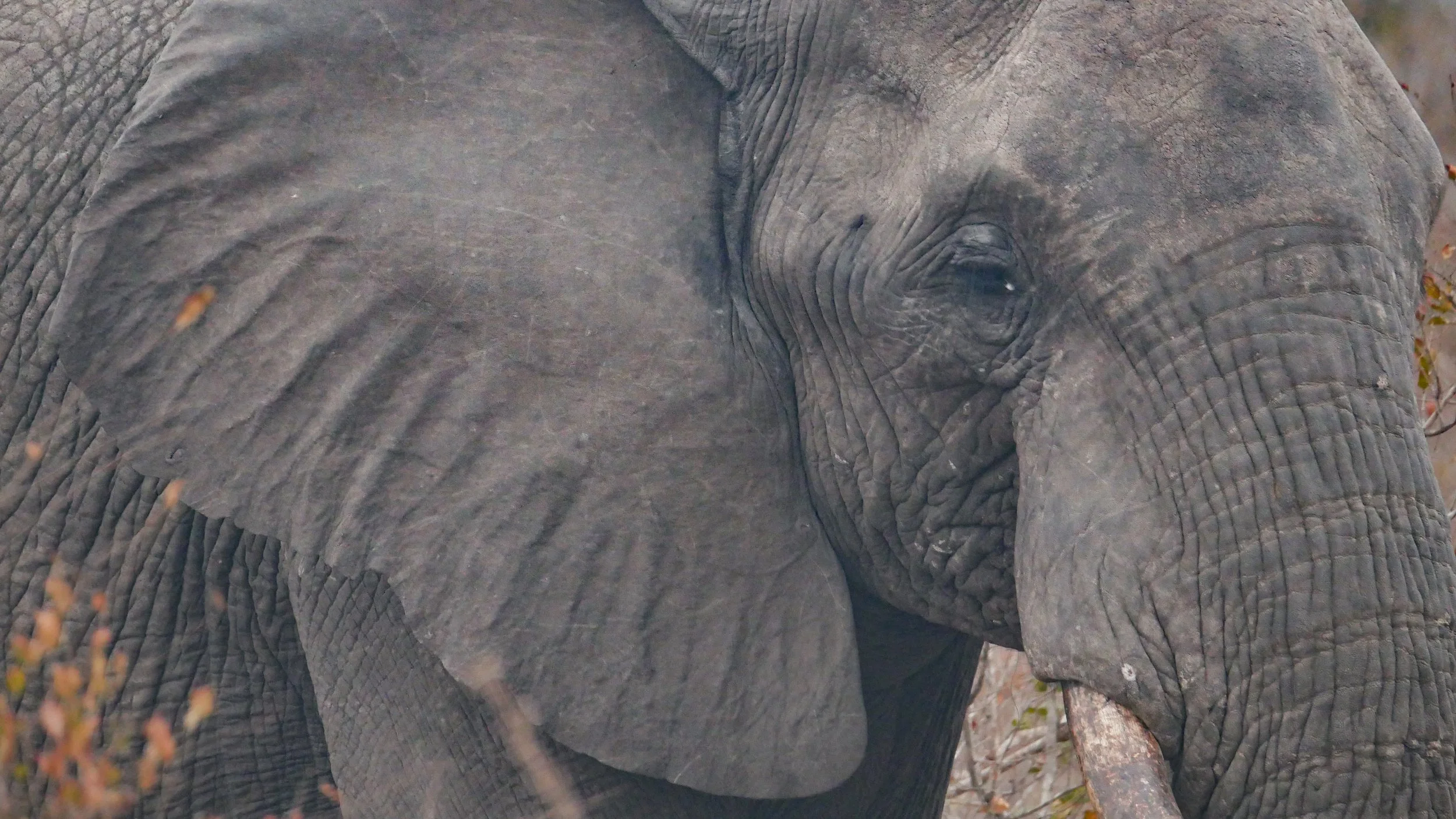 landscapeandwildlife_Kruger_-121.jpg