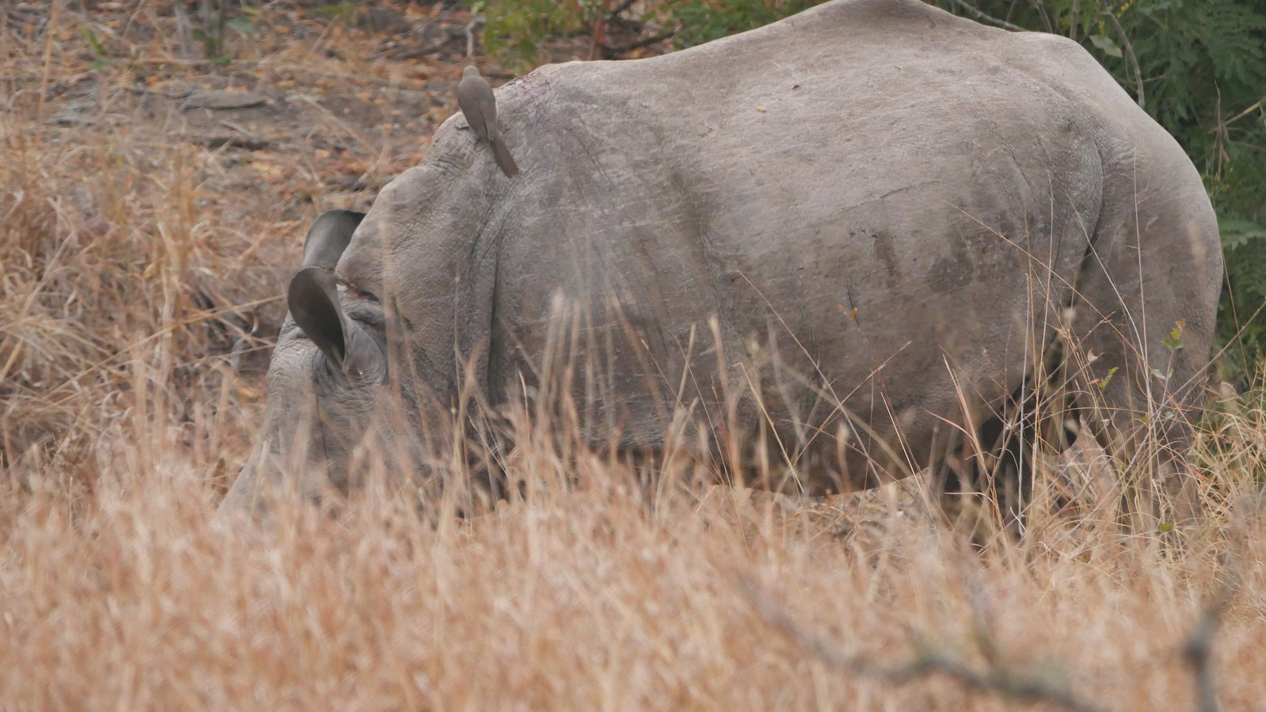 landscapeandwildlife_Kruger_-59.jpg