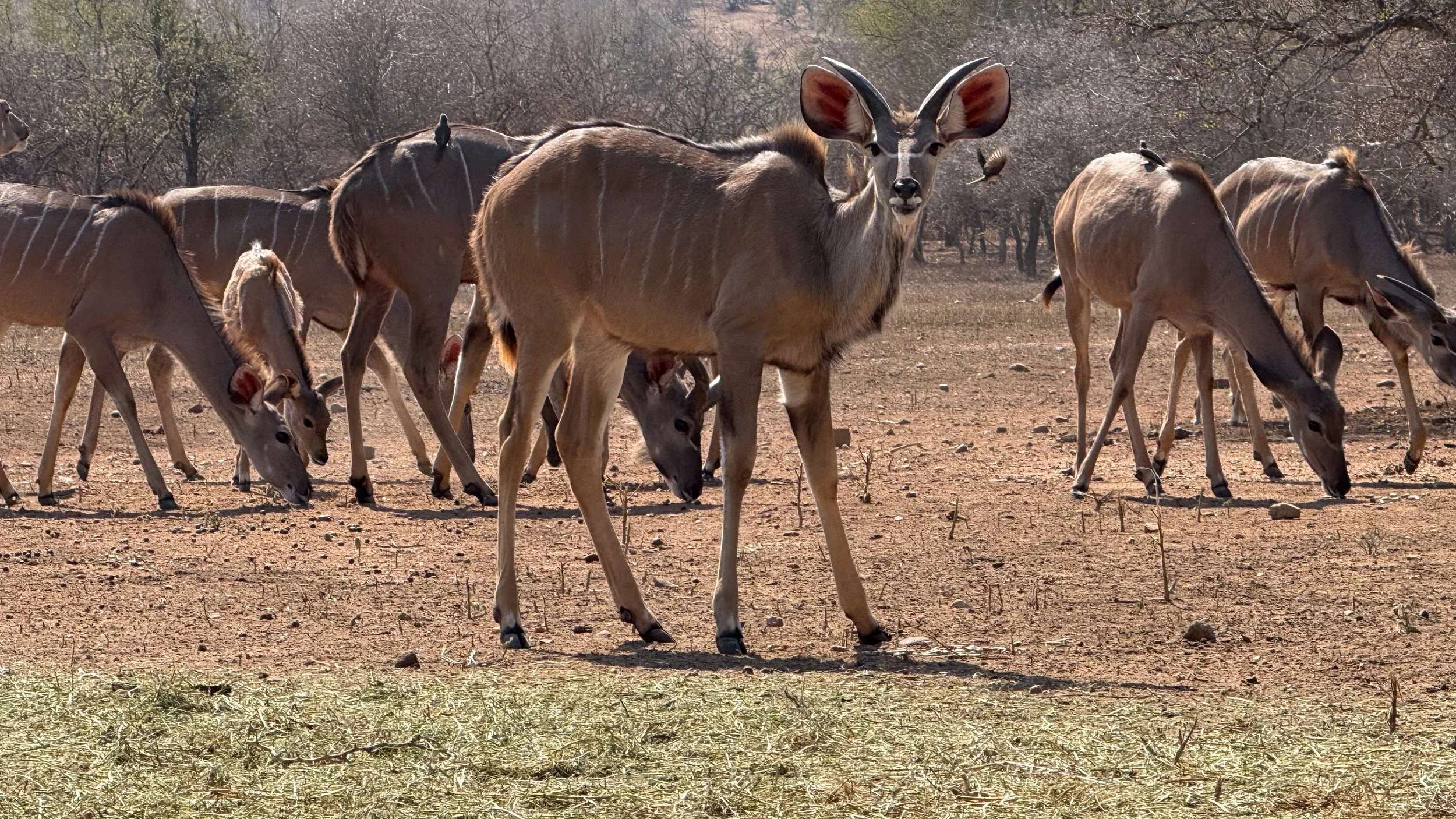 landscapeandwildlife_Kruger_-26-2.jpg