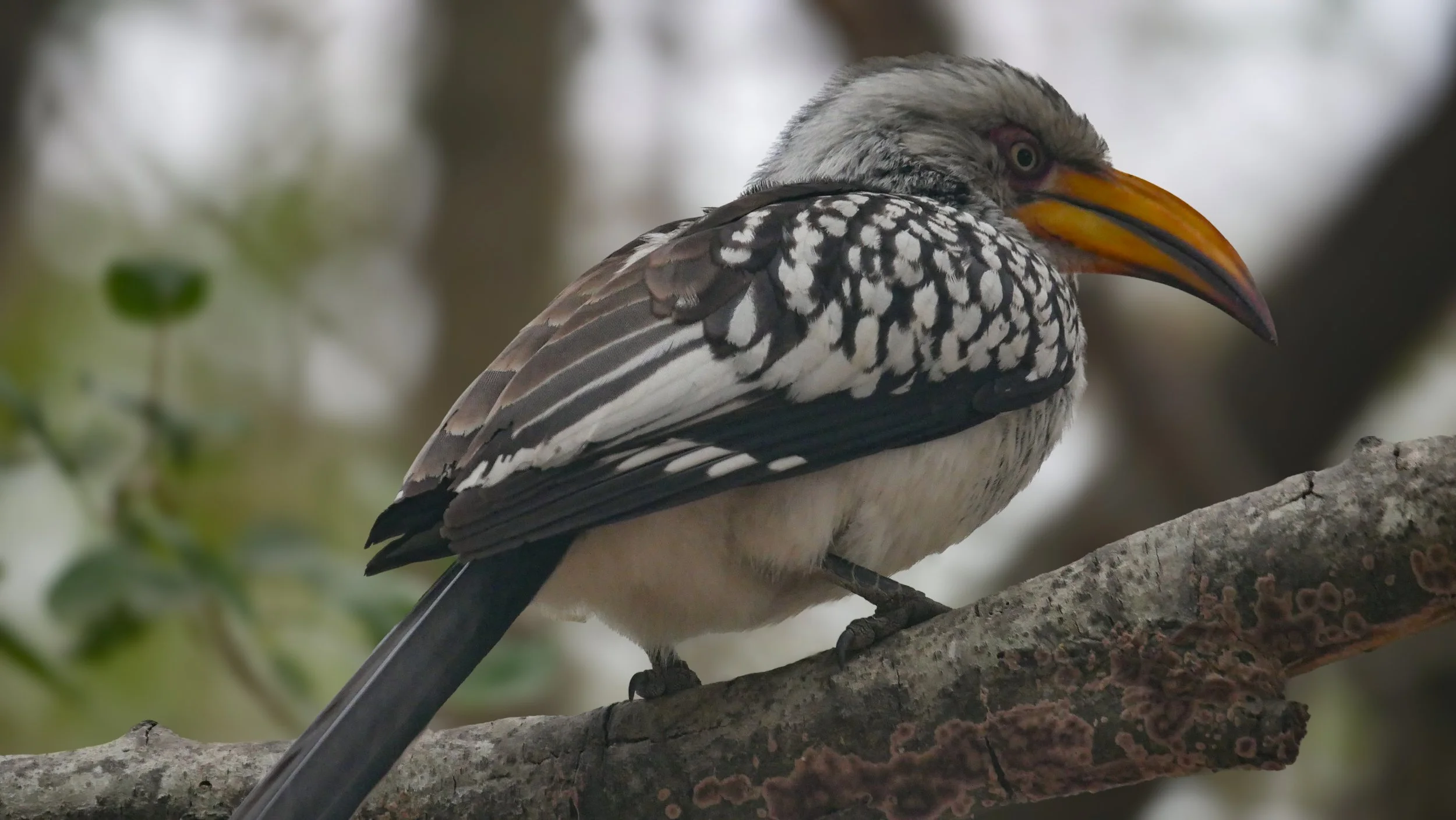 landscapeandwildlife_Kruger_-71.jpg