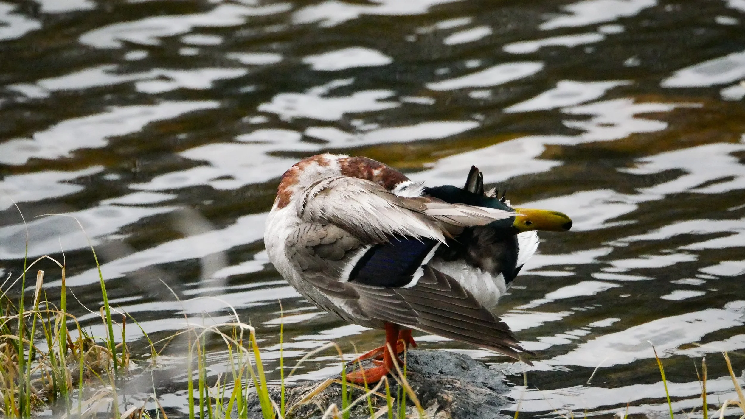 LandscapeandWildlife_RMNP_-17.jpg