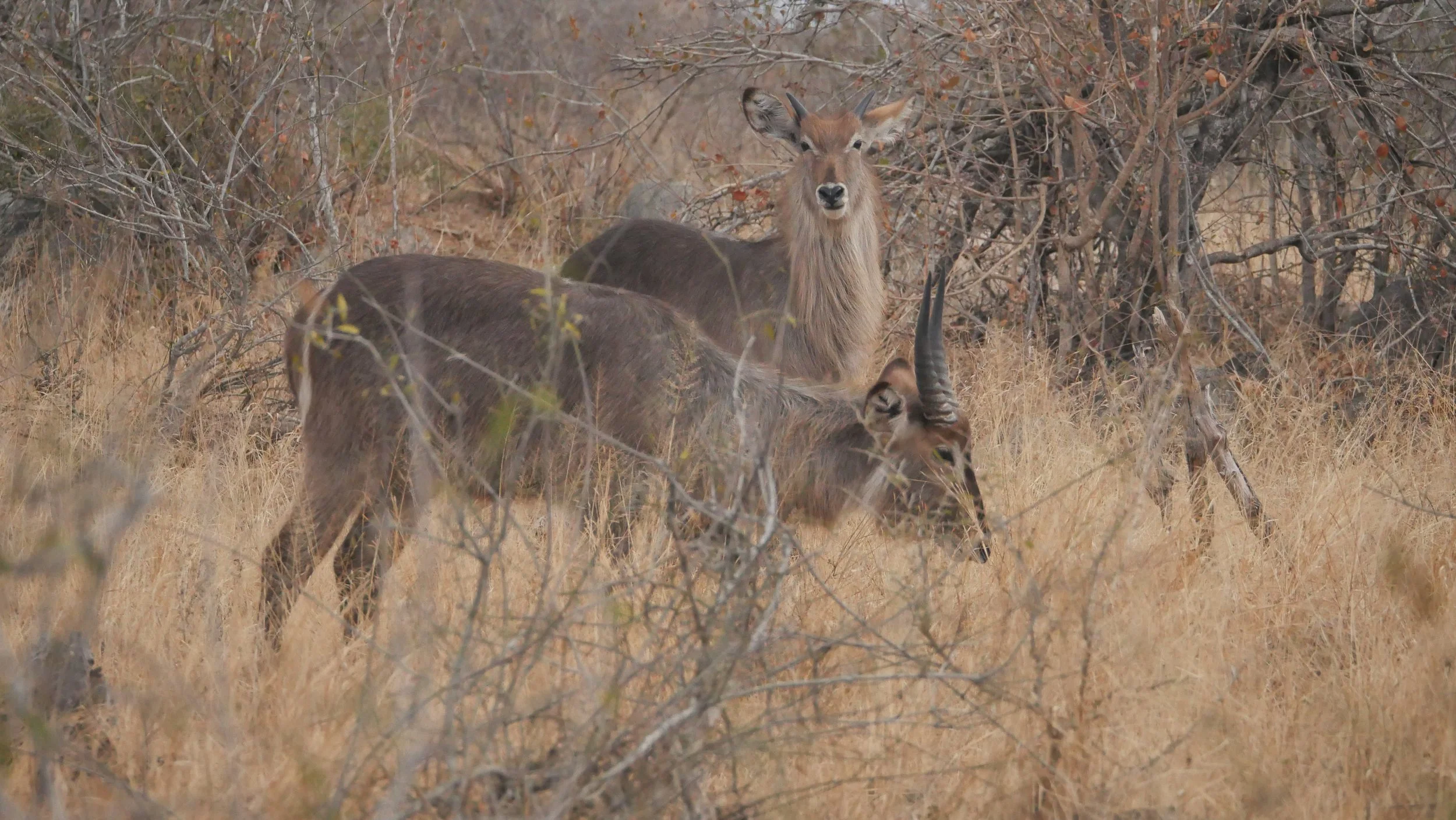 landscapeandwildlife_Kruger_-113.jpg