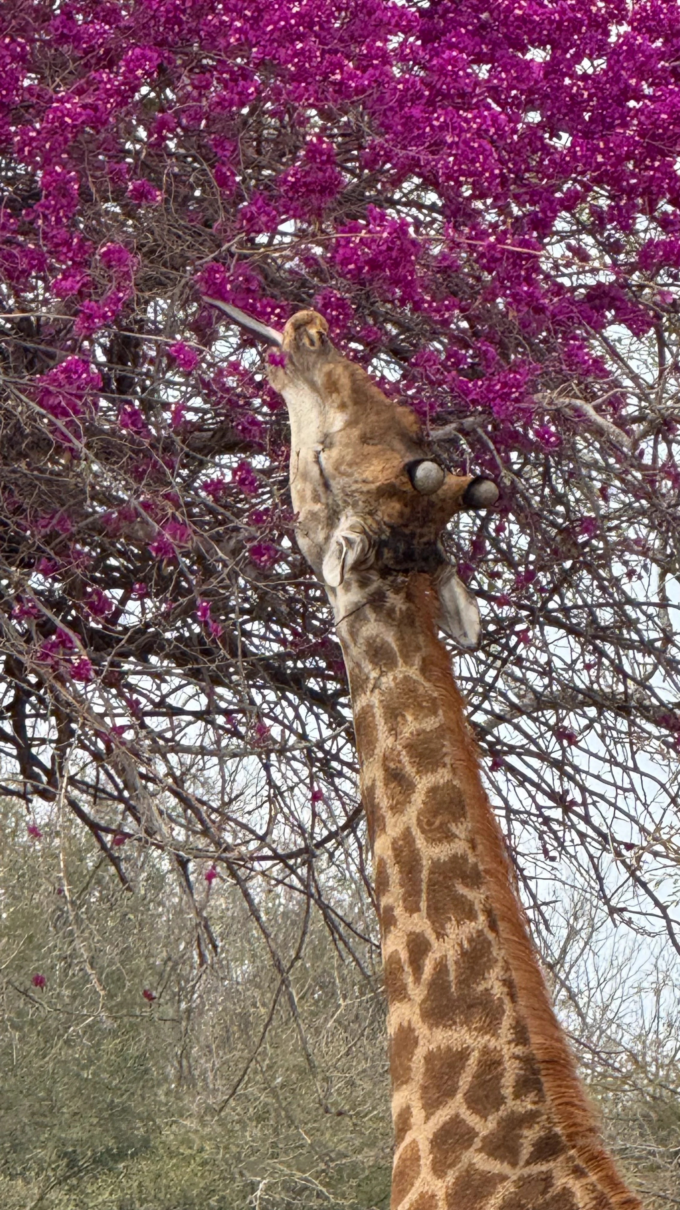 landscapeandwildlife_Kruger_-16-2.jpg