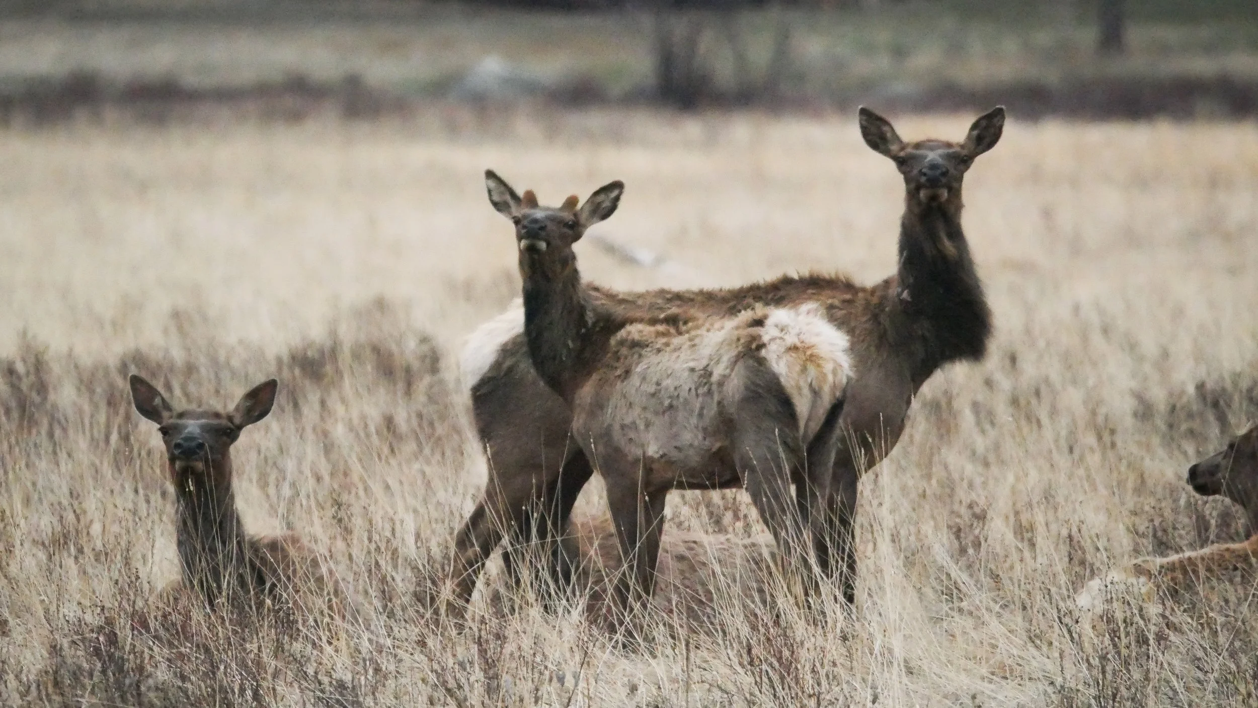 LandscapeandWildlife_RMNP_-60.jpg