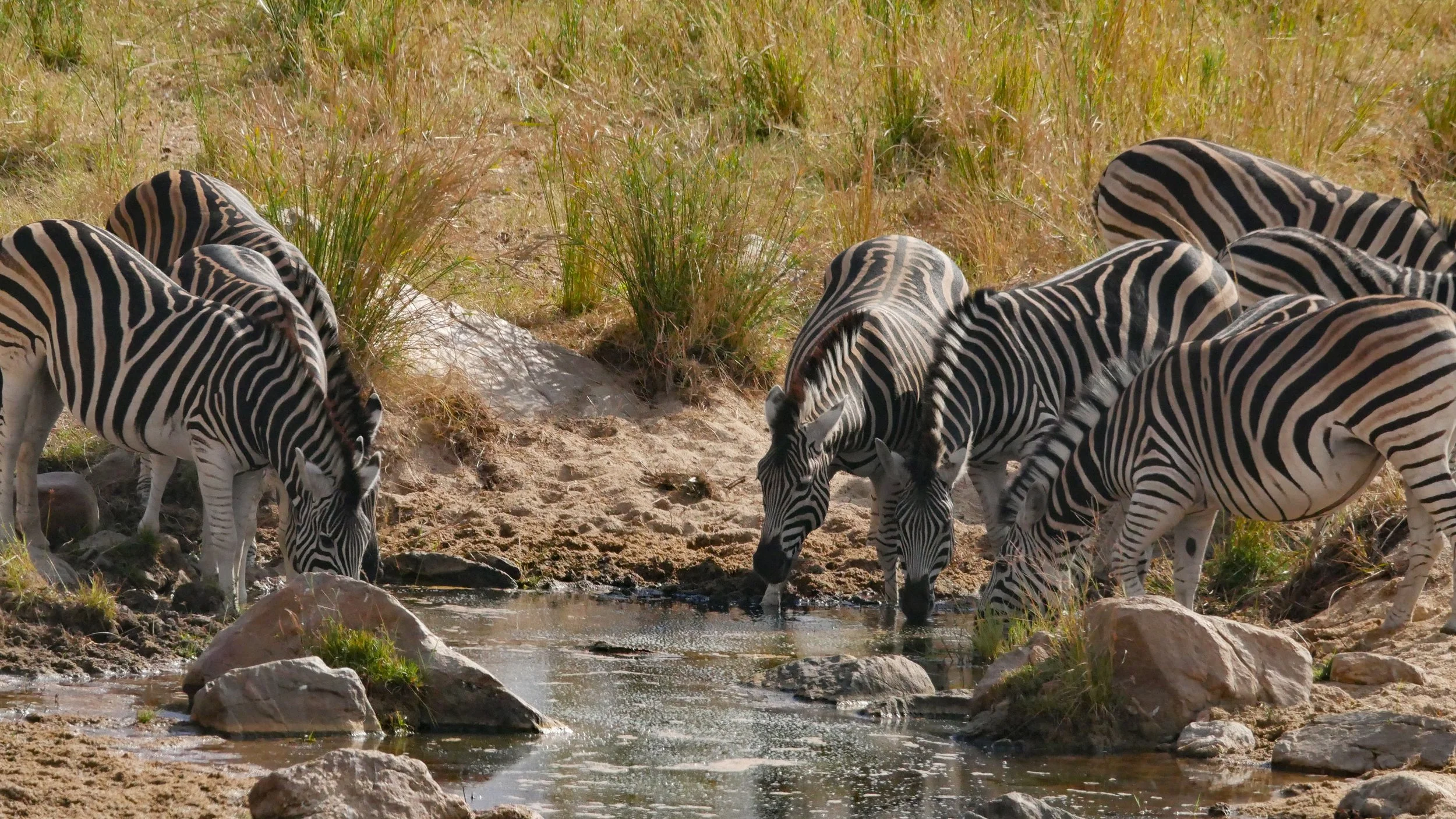 landscapeandwildlife_Kruger_-136.jpg