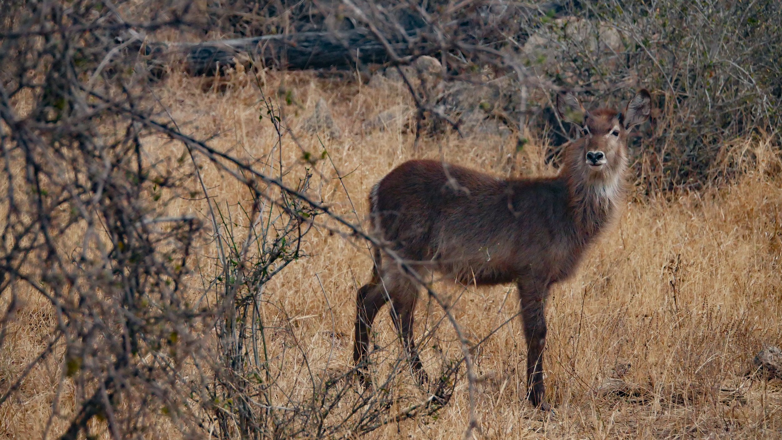 landscapeandwildlife_Kruger_-109.jpg