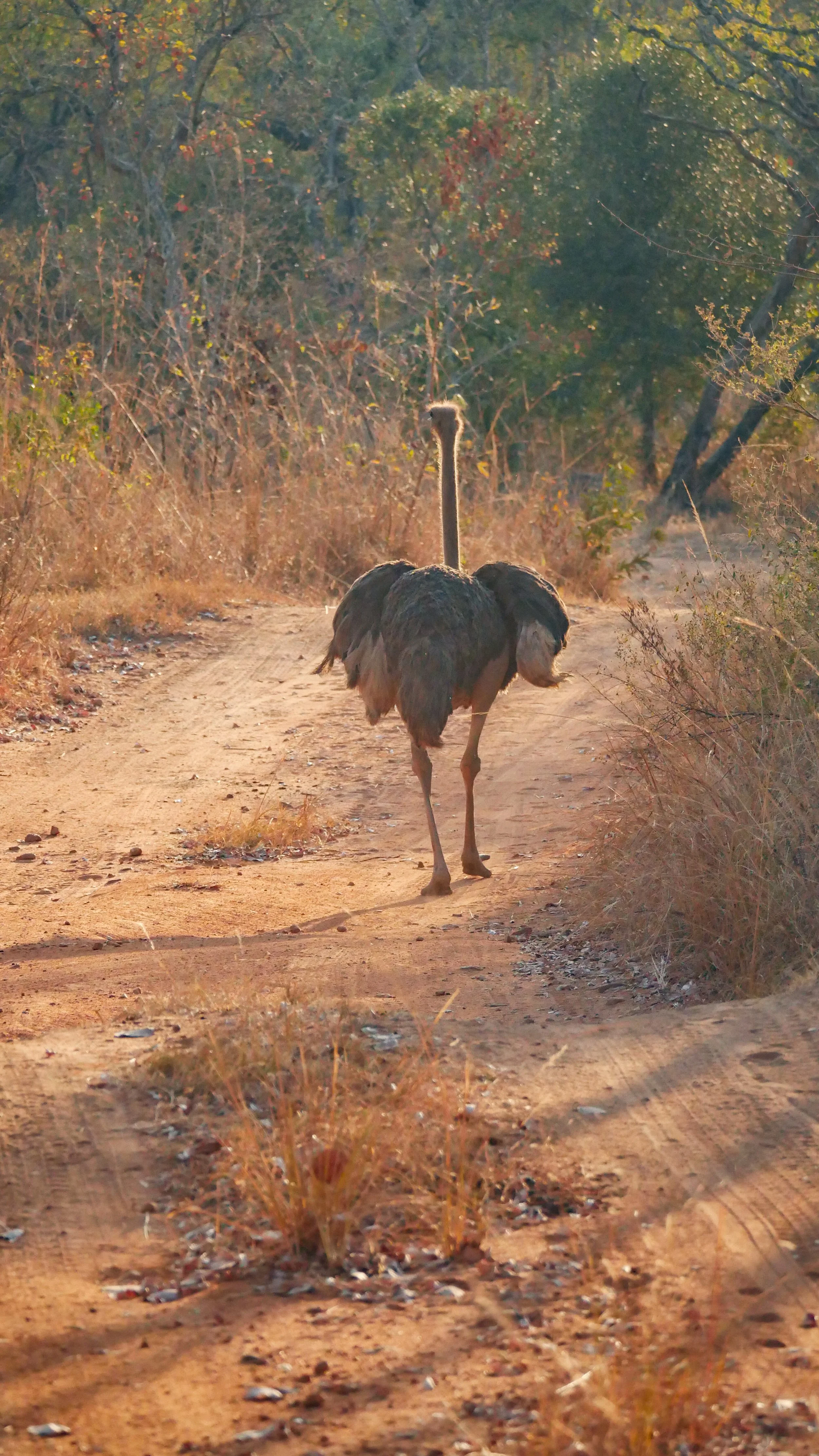 landscapeandwildlife_Kruger_-7-3.jpg
