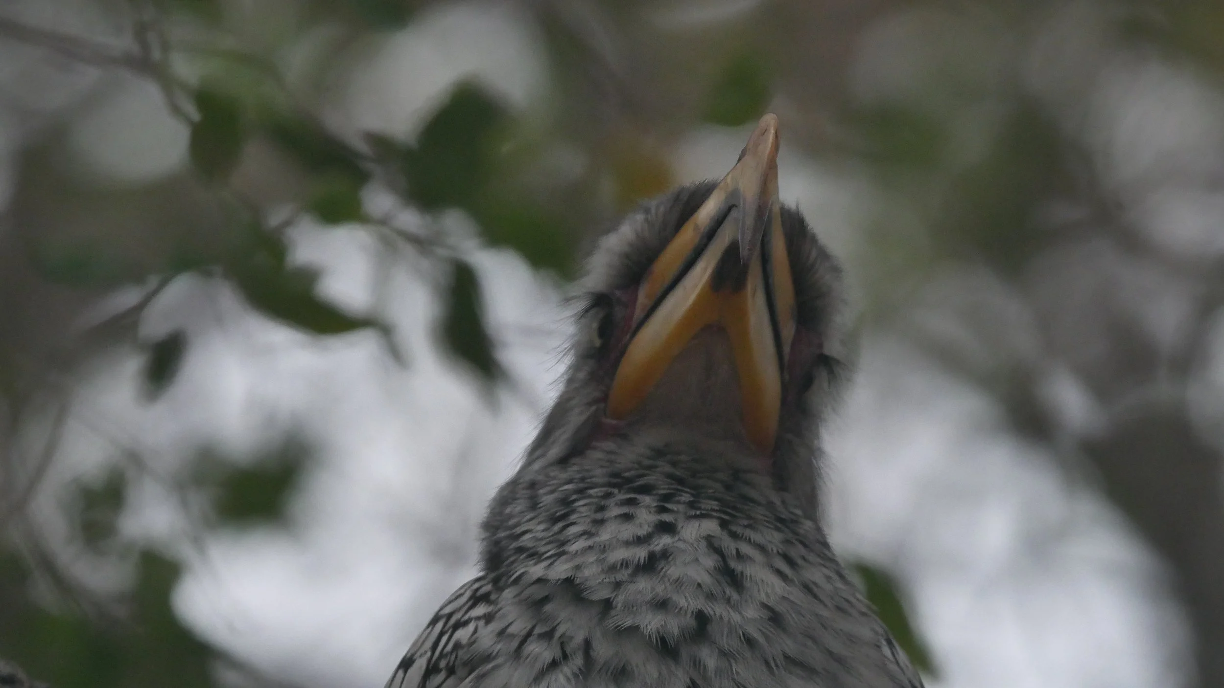 landscapeandwildlife_Kruger_-74.jpg