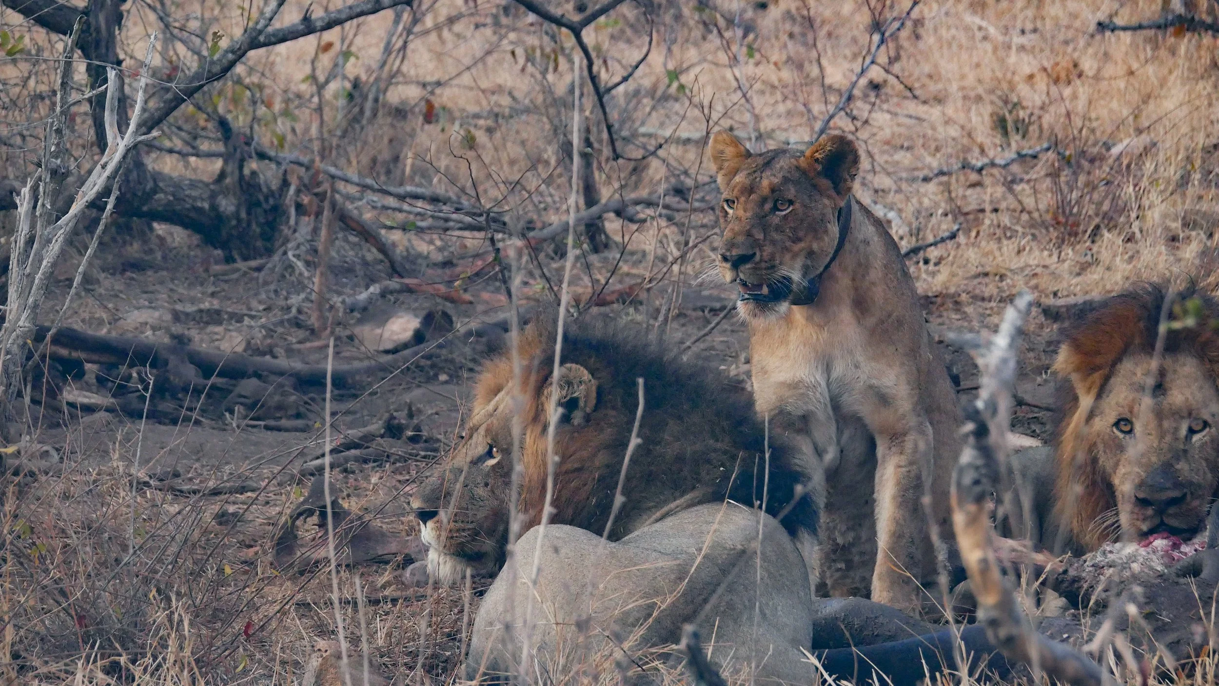 landscapeandwildlife_Kruger_-36.jpg