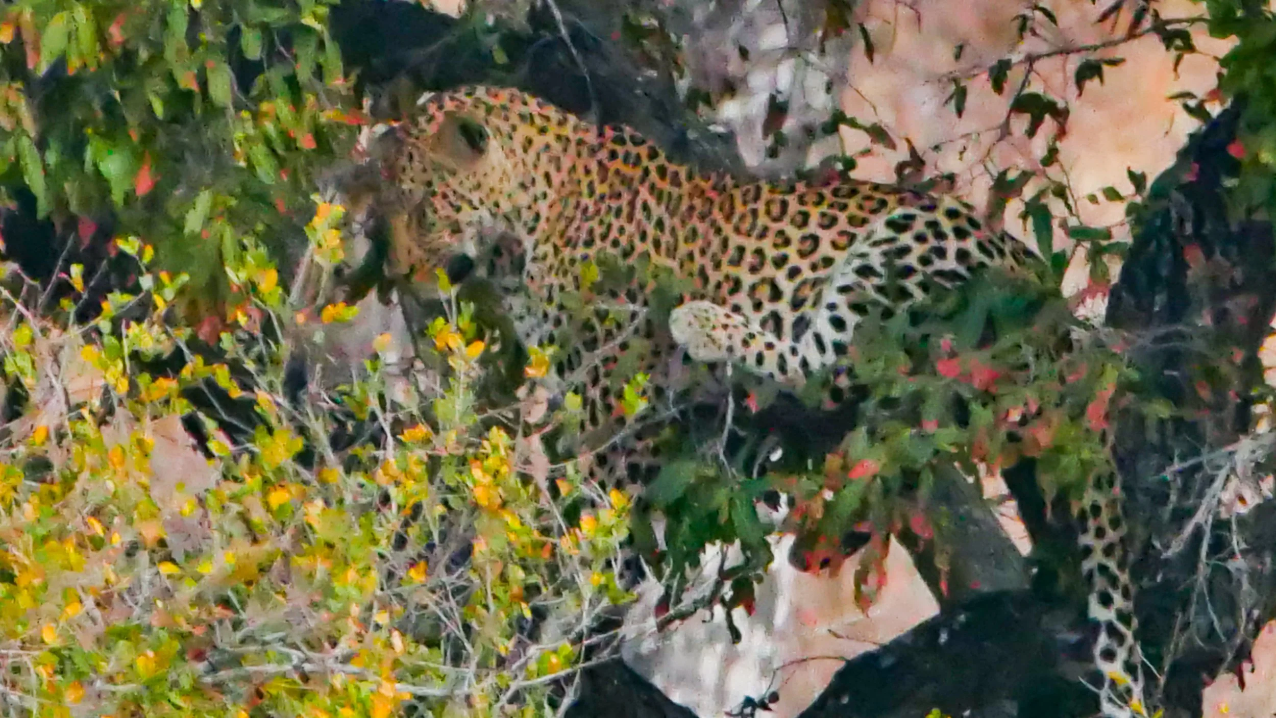landscapeandwildlife_Kruger_-153.jpg
