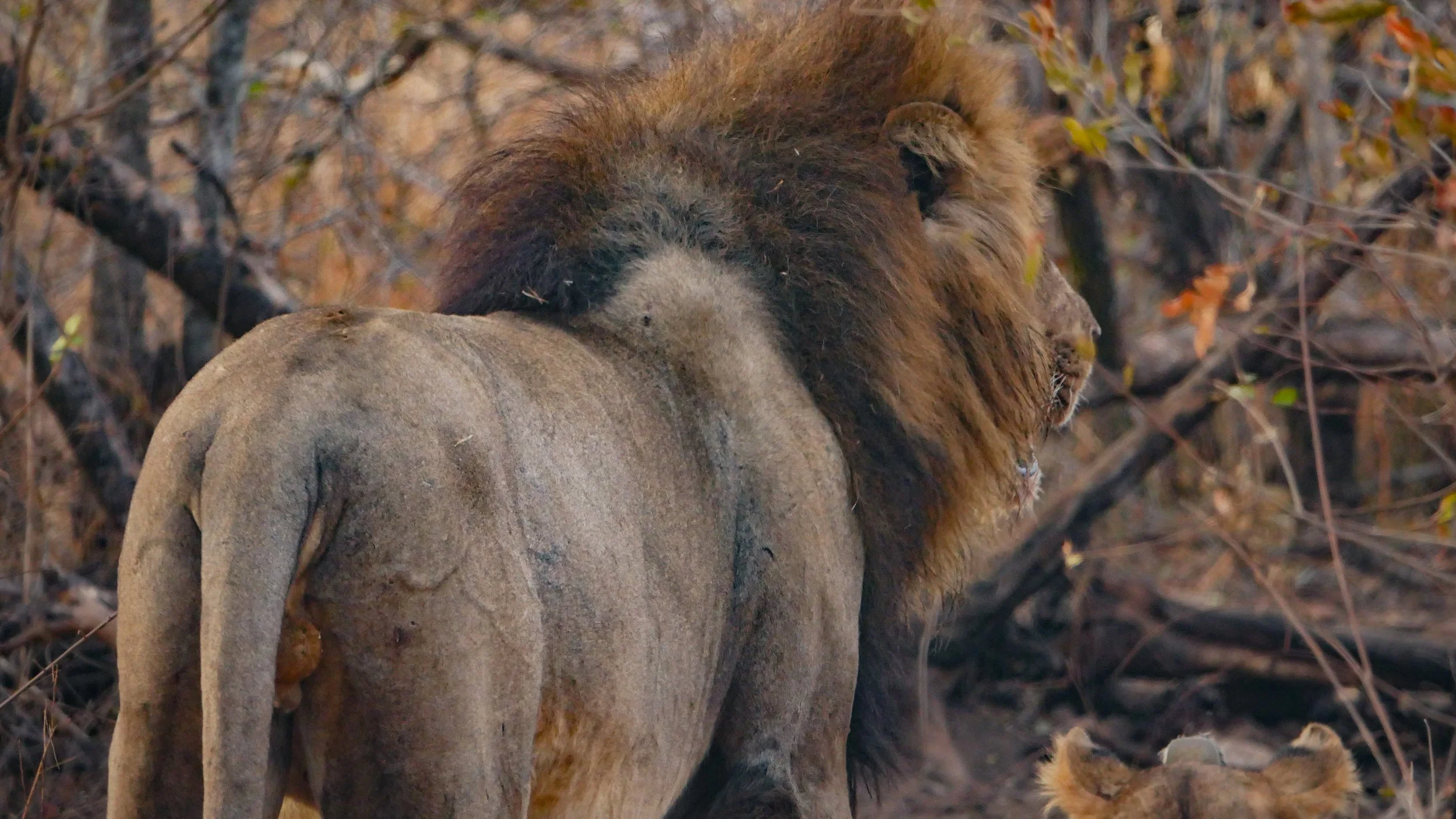 landscapeandwildlife_Kruger_-25.jpg