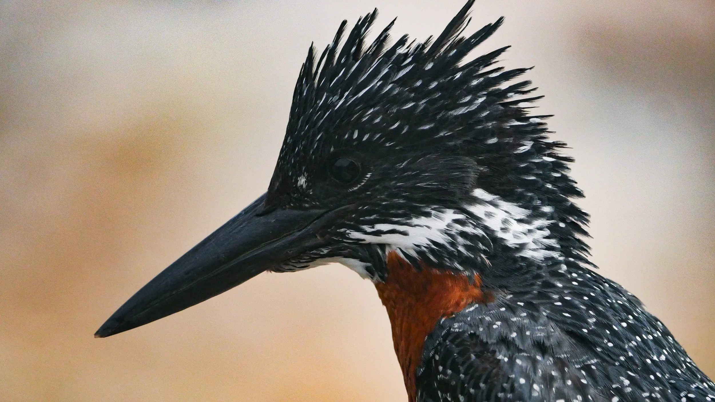 landscapeandwildlife_Kruger_-89.jpg