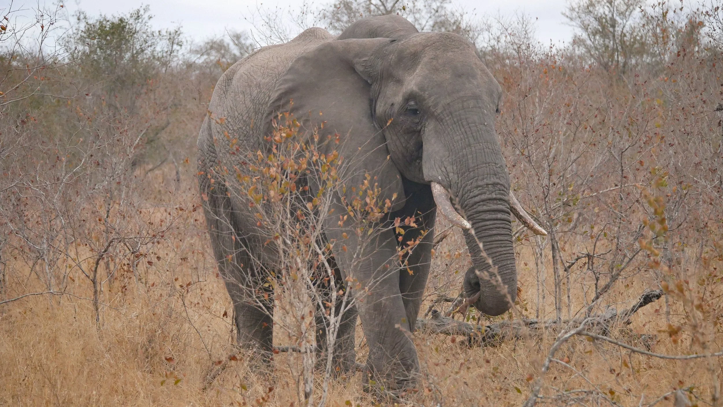 landscapeandwildlife_Kruger_-123.jpg
