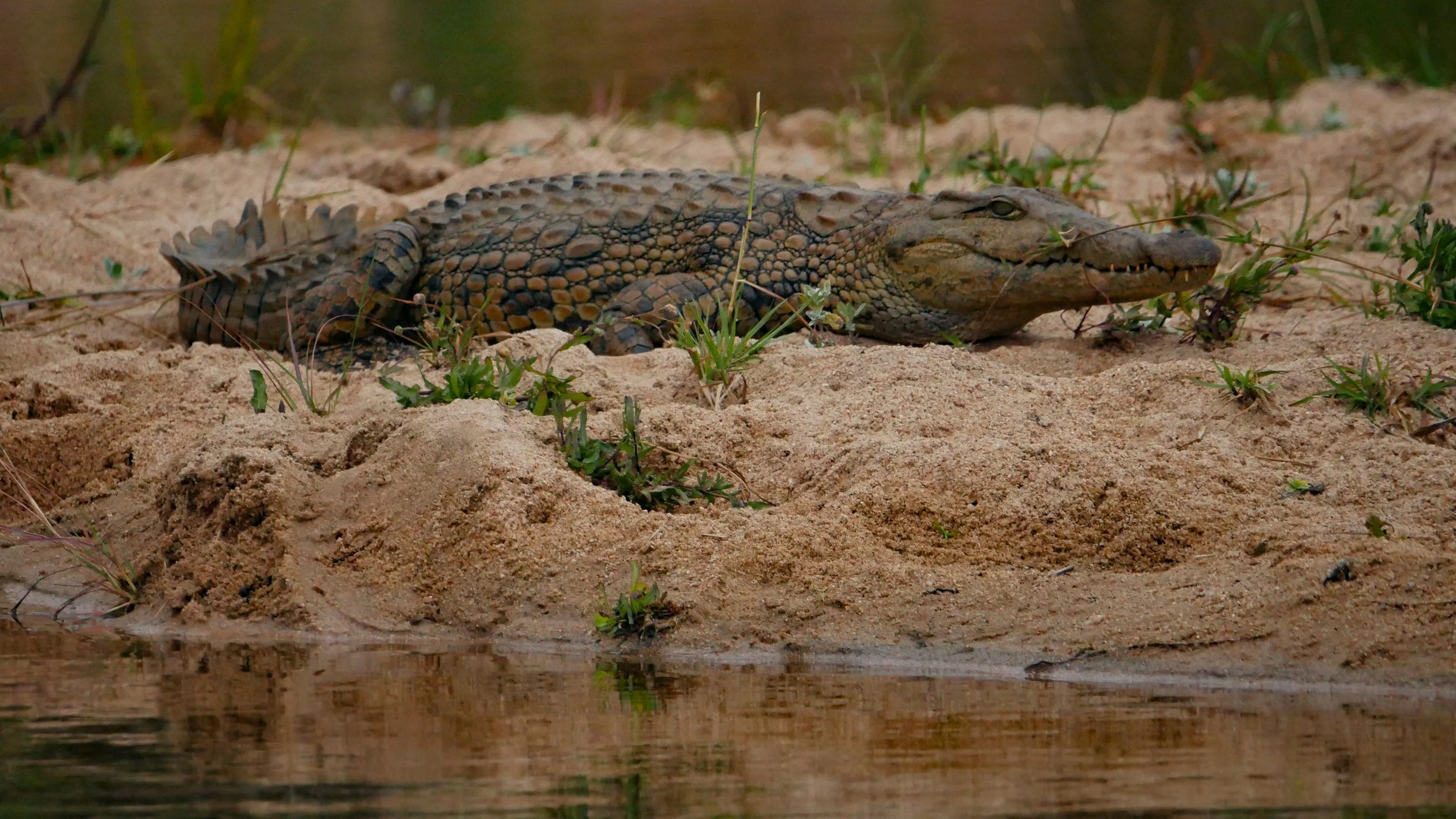 landscapeandwildlife_Kruger_-104.jpg