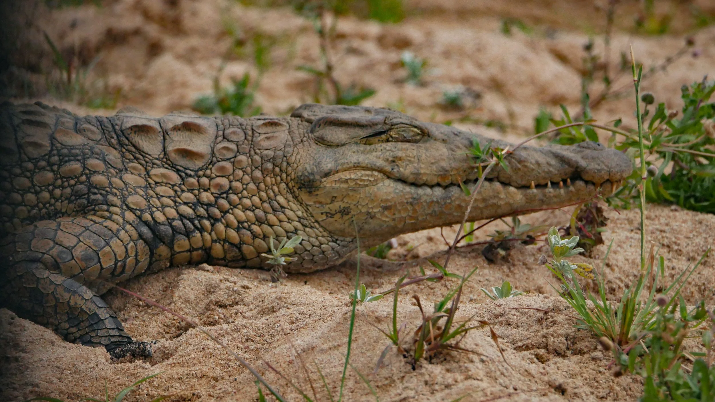 landscapeandwildlife_Kruger_-107.jpg