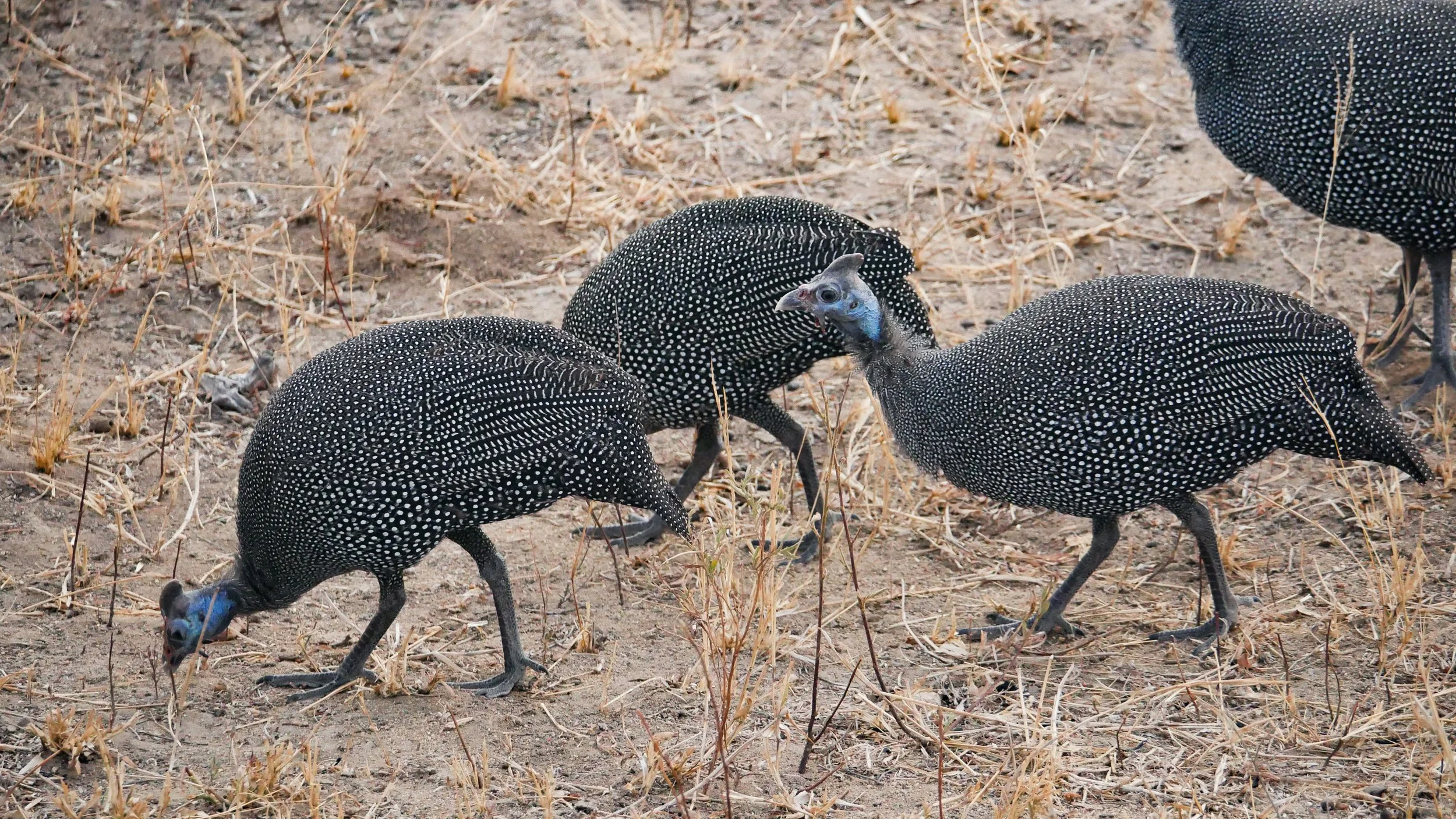 landscapeandwildlife_Kruger_-154.jpg