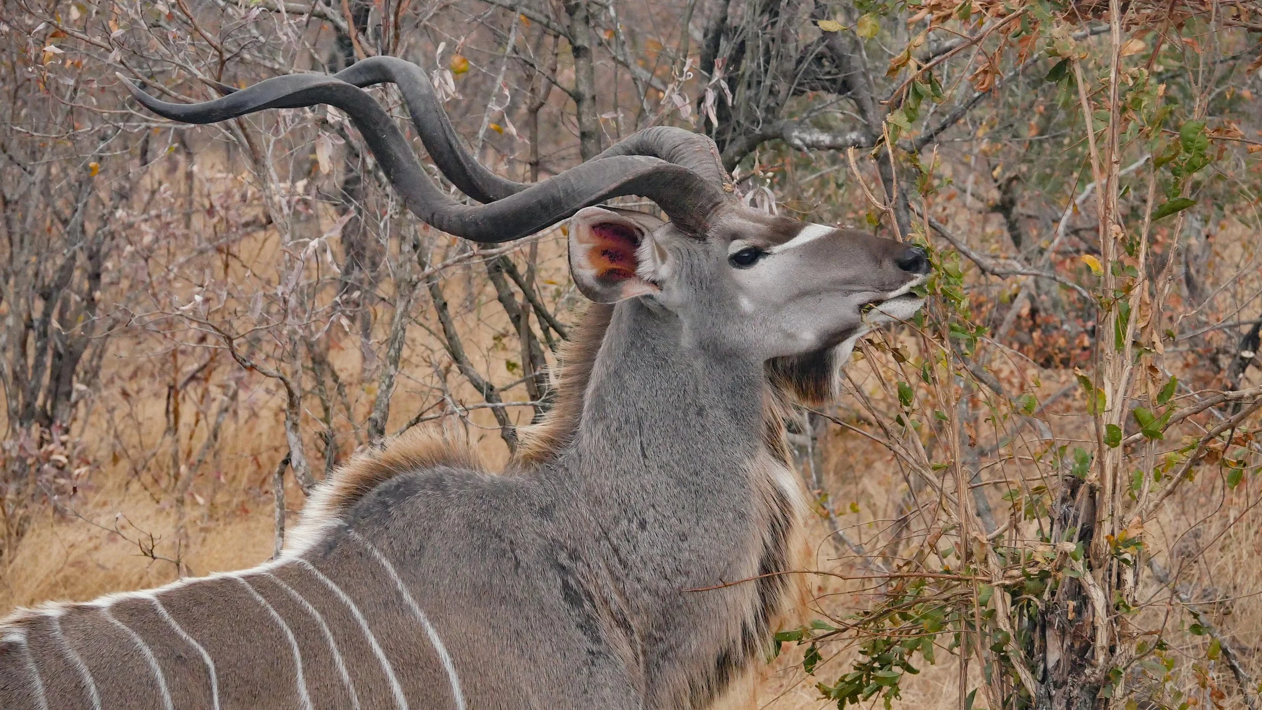 landscapeandwildlife_Kruger_-82.jpg