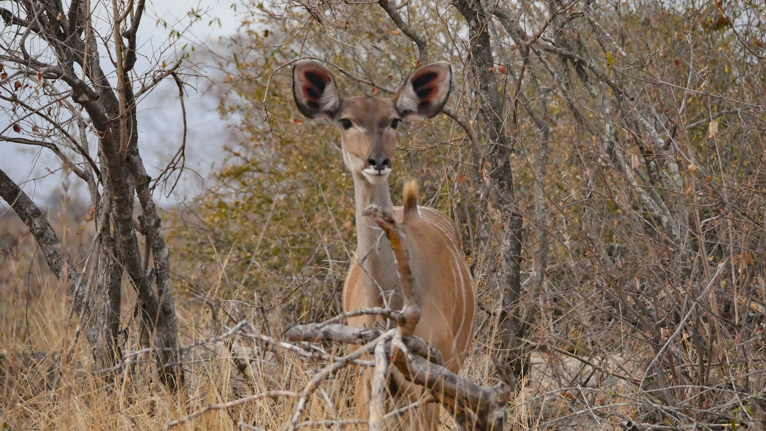 landscapeandwildlife_Kruger_-110.jpg
