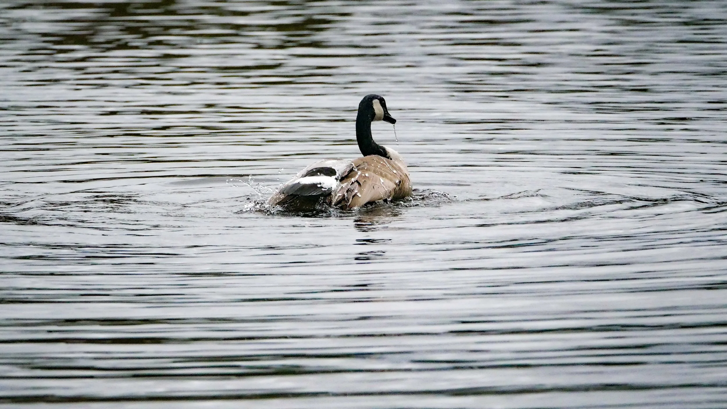 LandscapeandWildlife_RMNP_-3.jpg