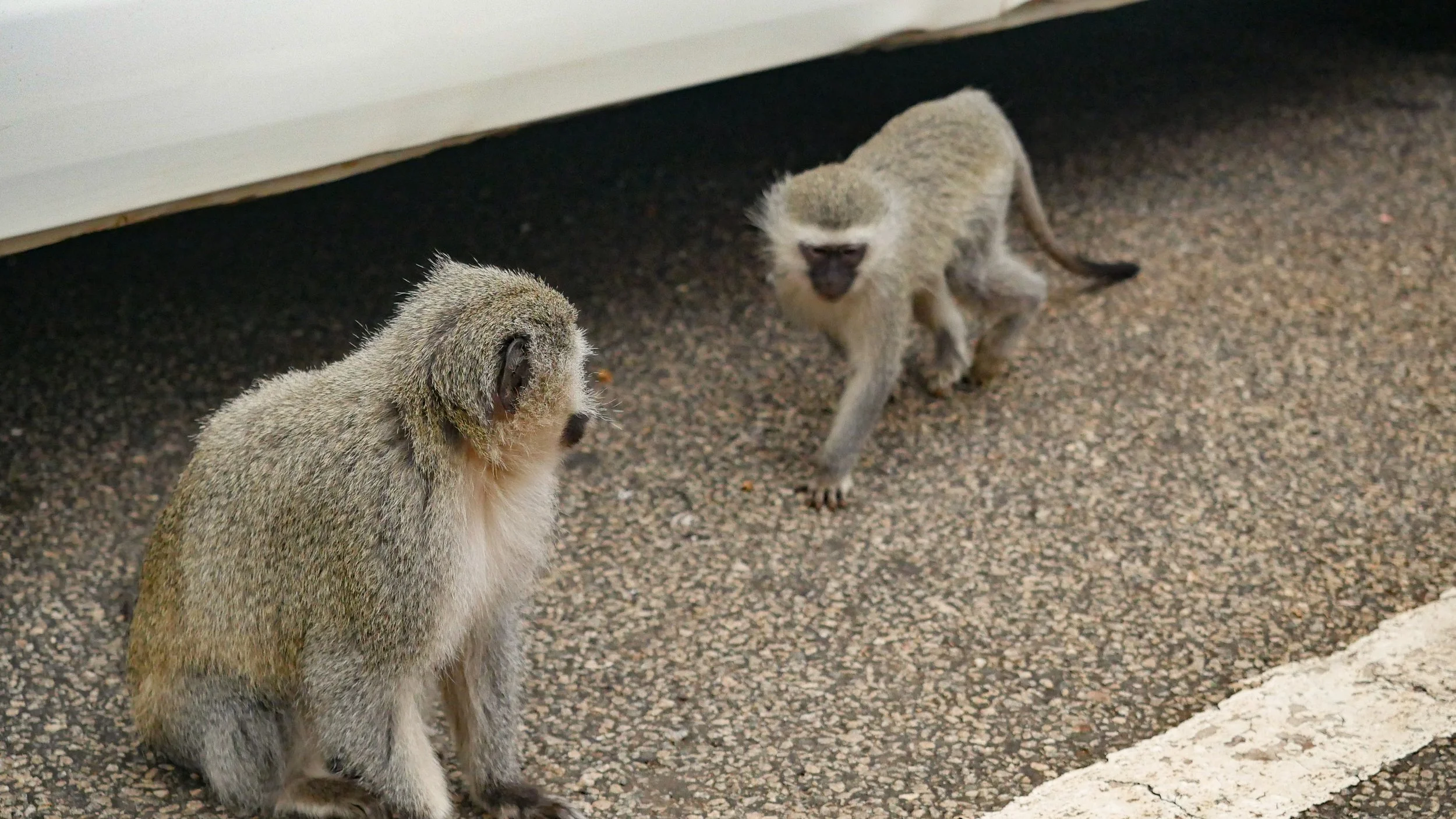 landscapeandwildlife_Kruger_-10-2.jpg