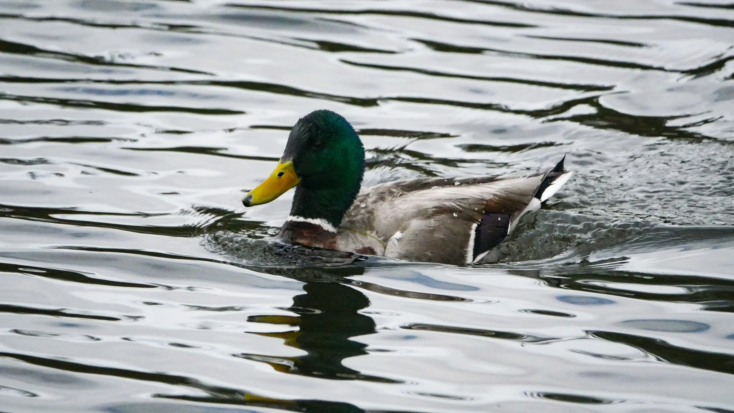 LandscapeandWildlife_RMNP_-14.jpg