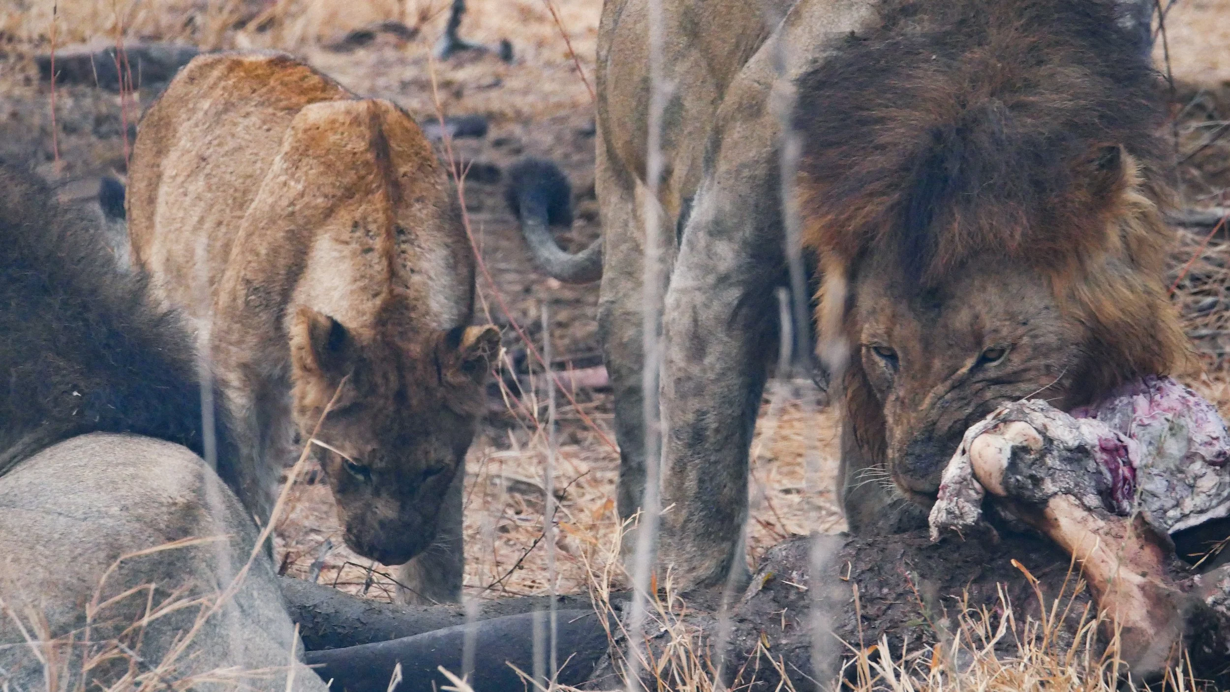 landscapeandwildlife_Kruger_-43.jpg