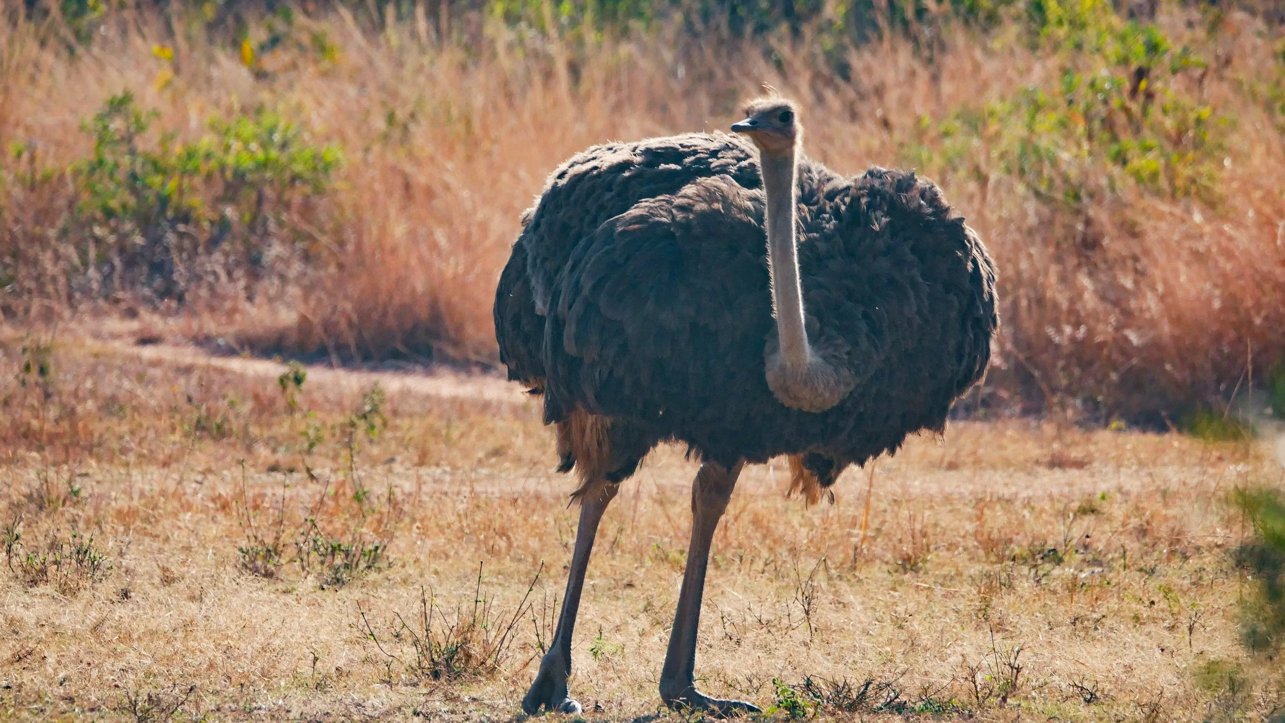 landscapeandwildlife_Kruger_-188.jpg