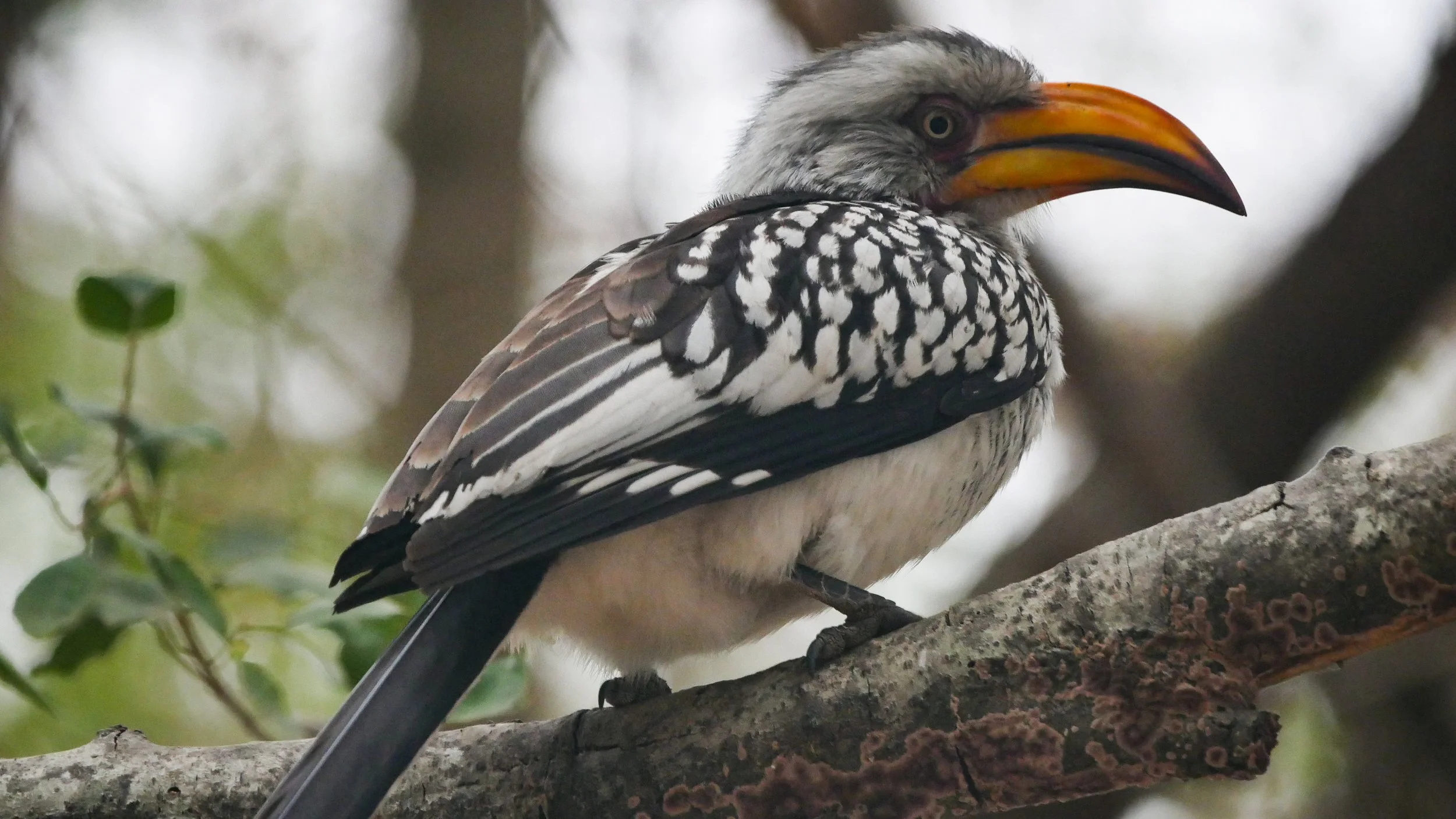landscapeandwildlife_Kruger_-72.jpg