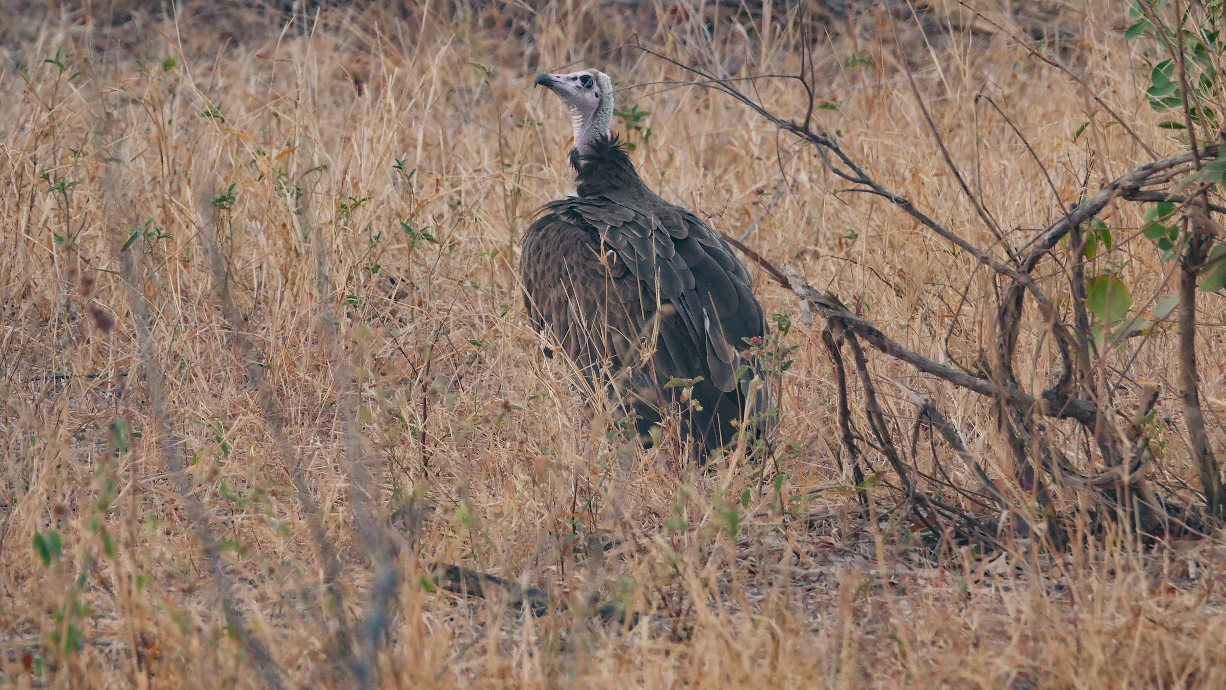 landscapeandwildlife_Kruger_-22.jpg