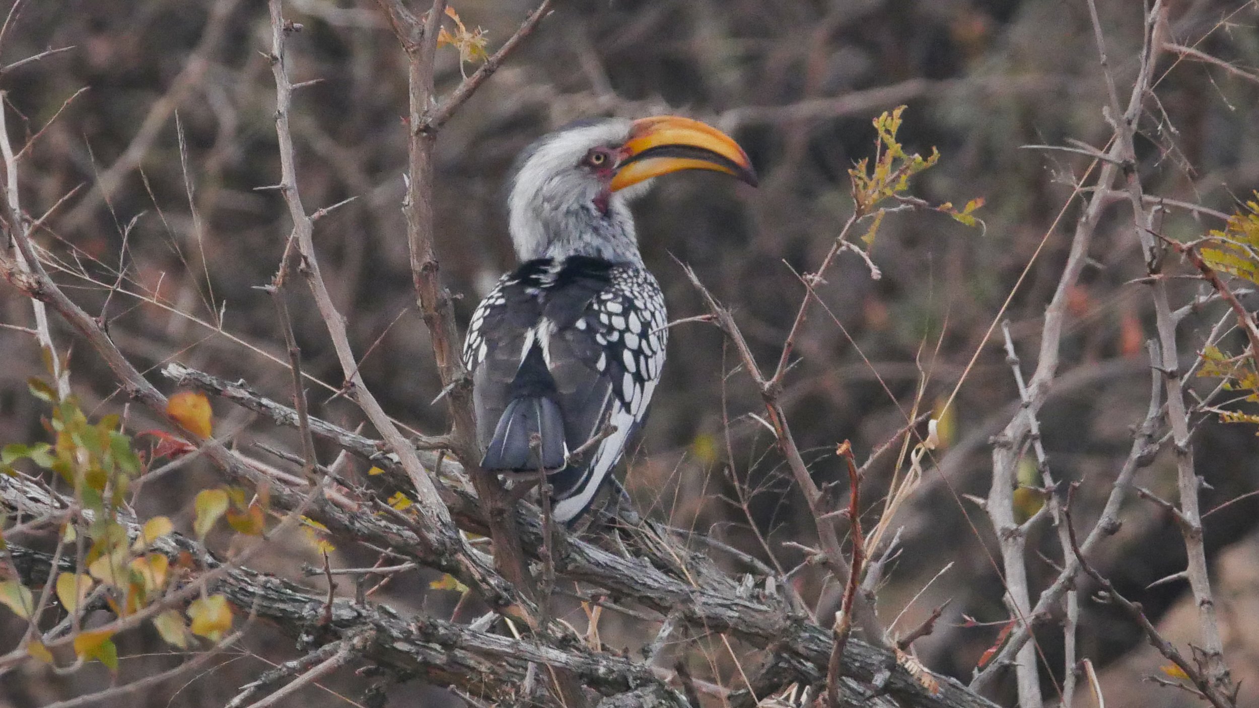 landscapeandwildlife_Kruger_-144.jpg
