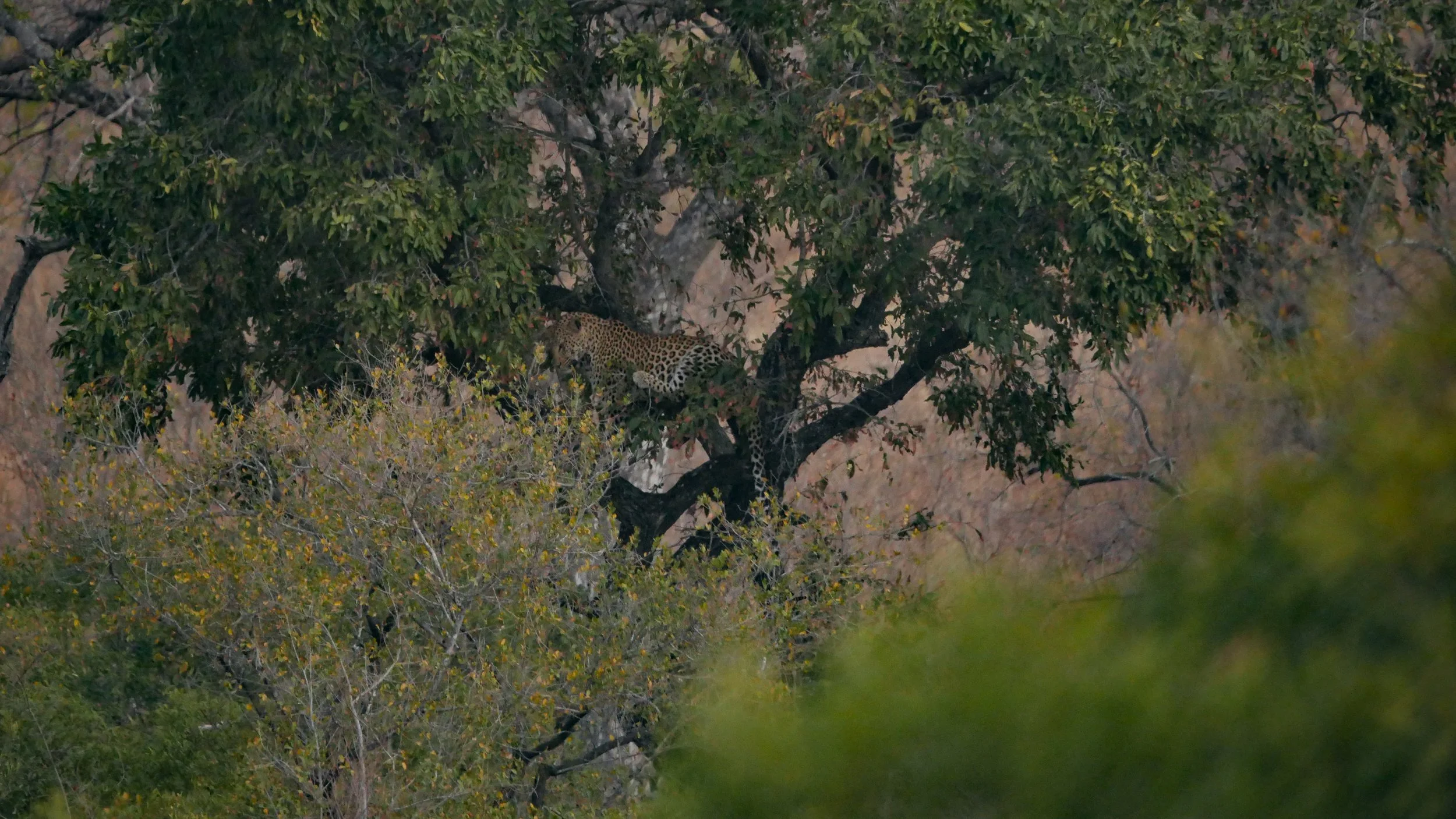 landscapeandwildlife_Kruger_-152.jpg