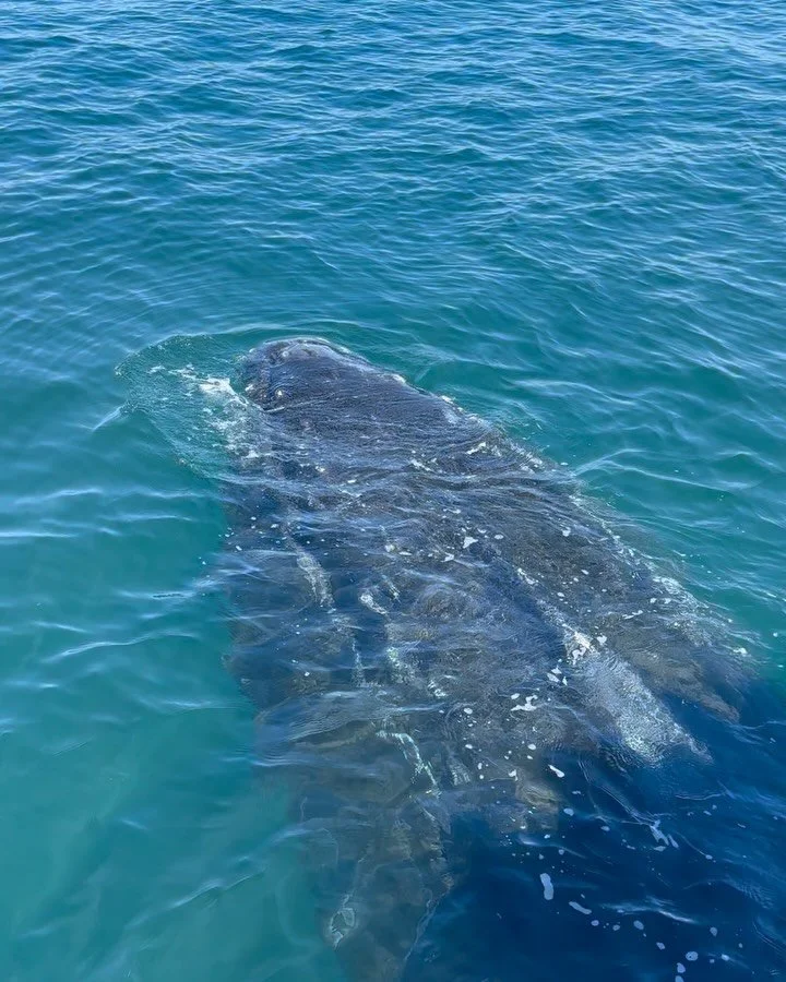 Haltioituminen ryh&auml;valaista. 🐳 En ole koskaan n&auml;hnyt luonnossa n&auml;in upeaa el&auml;int&auml;. Ryh&auml;valaat tulivat aivan venemme viereen ja se on &auml;&auml;rimm&auml;isen harvinaista. N&auml;in tapahtuu joka vuosi muutaman kerran 