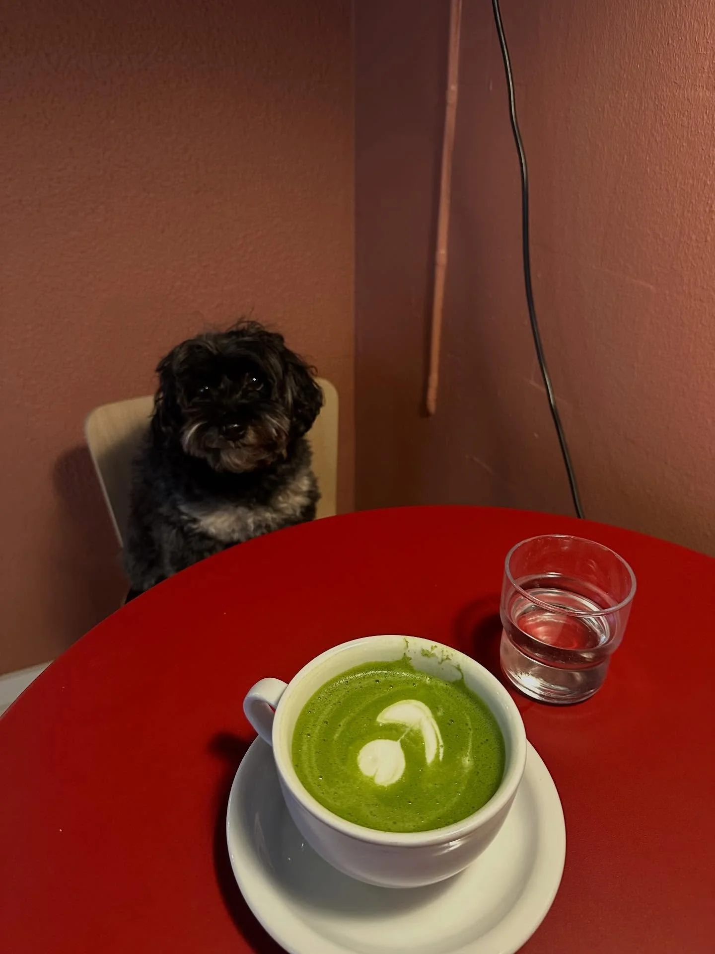 Namu on nautiskellut koko pyh&auml;inp&auml;iv&auml;n viikonlopun 🐶🧙🏼&zwj;♀️👻🎃
1. Cafe Cle
2. Goose Pastabar
3. Halloween aamupala a la koti

#koiranel&auml;m&auml;&auml; #halloween #thisisfinland