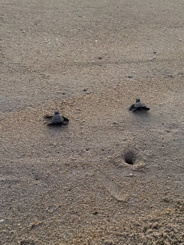 Kohti uutta el&auml;m&auml;&auml;! 🌊🐢🧡 #3p&auml;iv&auml;nik&auml;inenmerikilpikonna #puertoescondidooaxaca #CampamentoTortugueroPalmarito #lepidocheylusolivachea #golfina