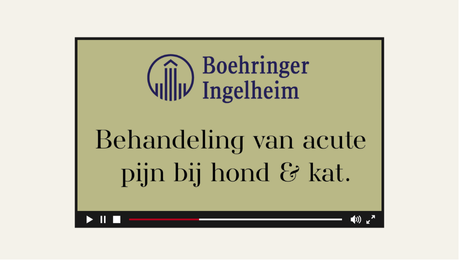 Behandeling van acute pijn bij hond &amp; kat