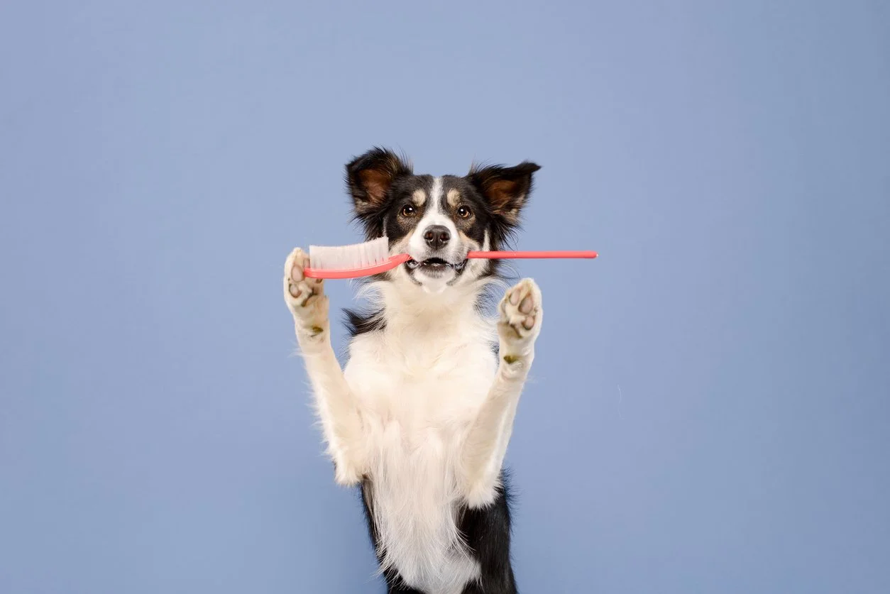 UD Vet Wetlab Dentaal