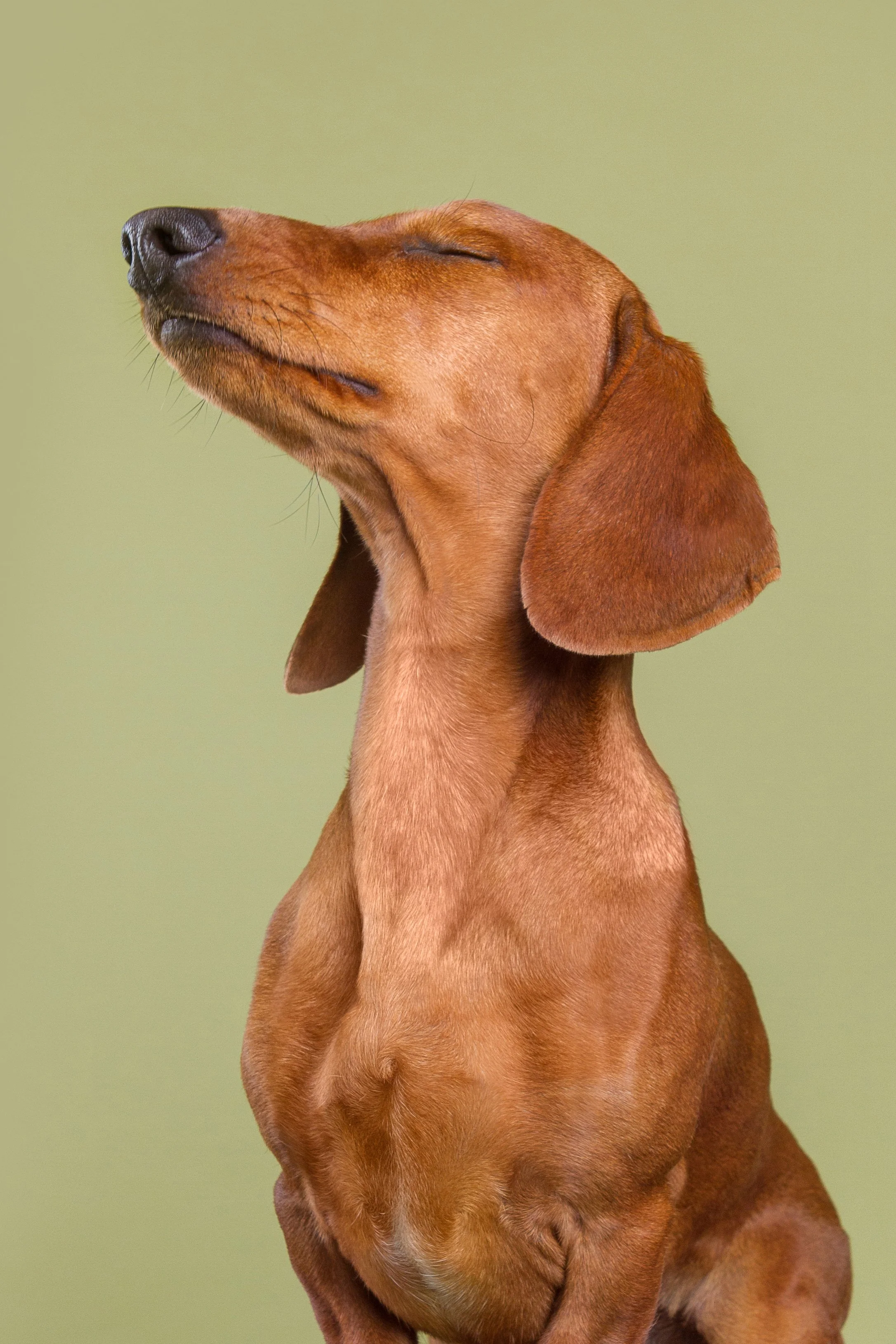 Topic Cushing bij de hond - Het Blijft een Uitdaging