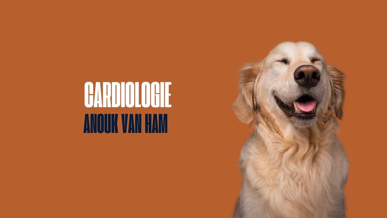 Lezing Anouk Van Ham