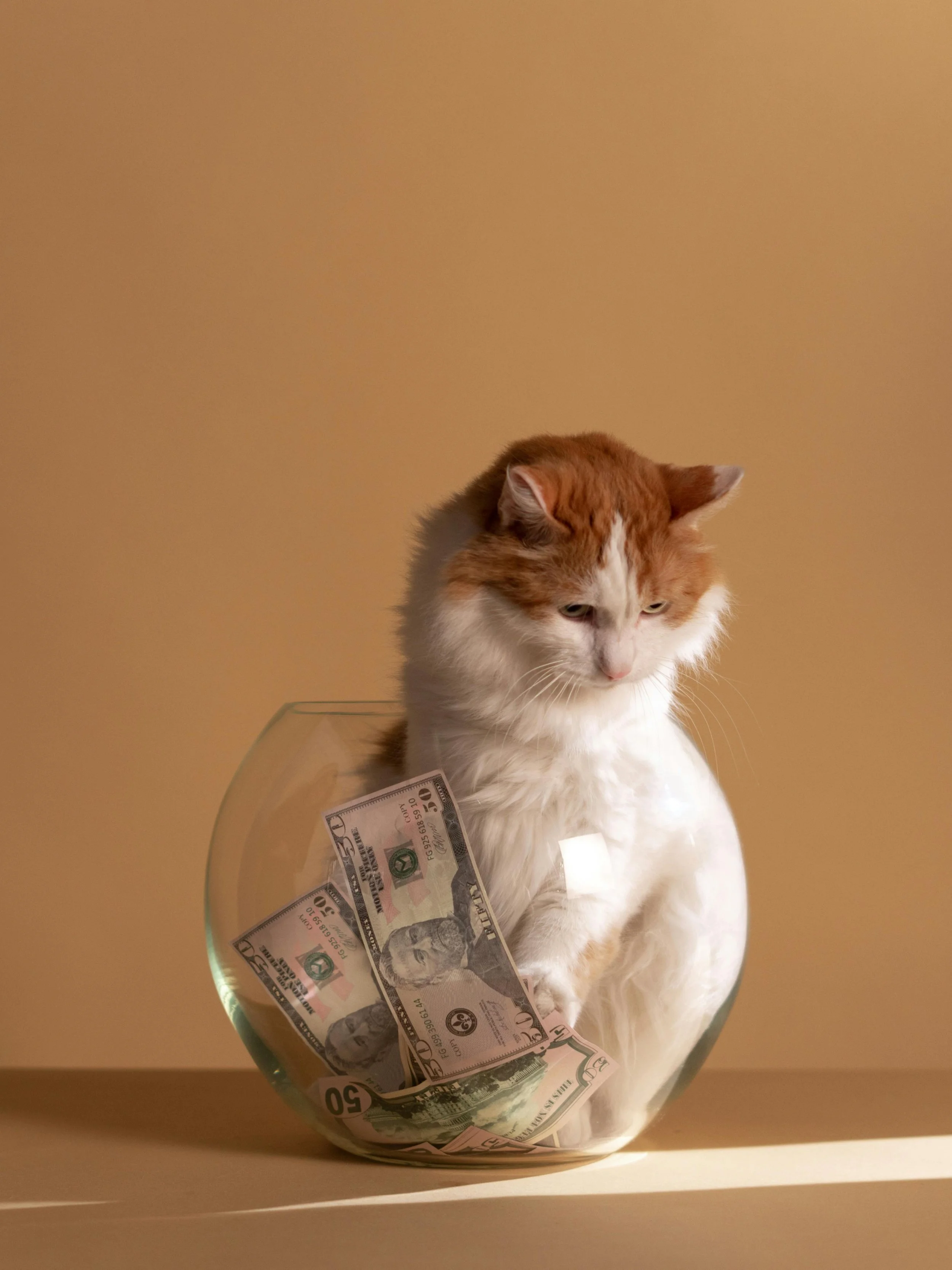 St Anna Advies: Kampioen in Communicatie (II)