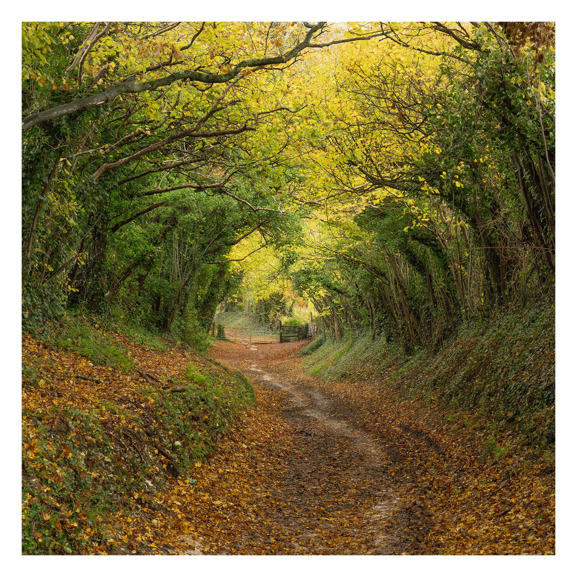 Hanalker Tree Tunnel Autumn.jpeg