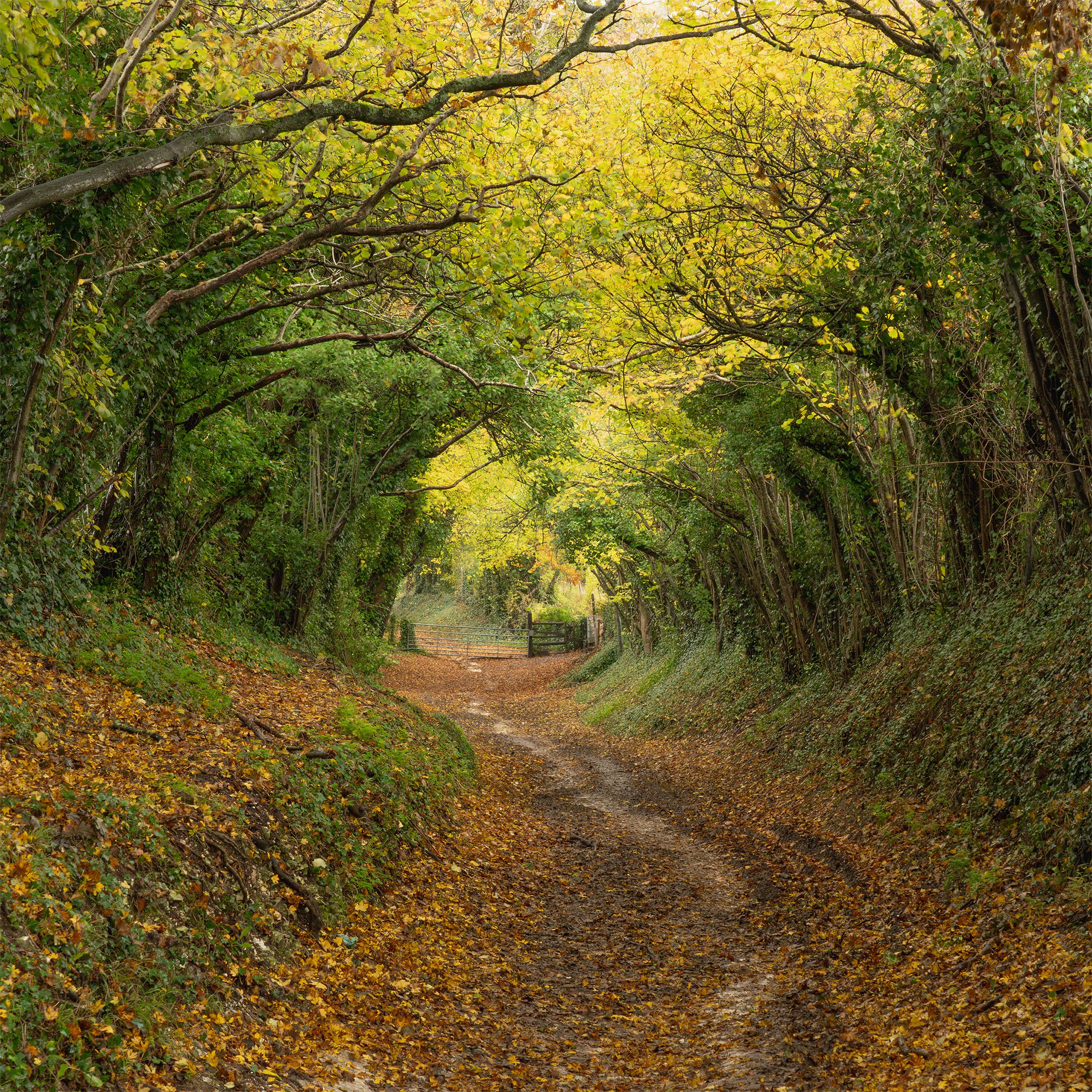 WEB 181123 - Hanalker Tree Tunnel Autumn.jpeg