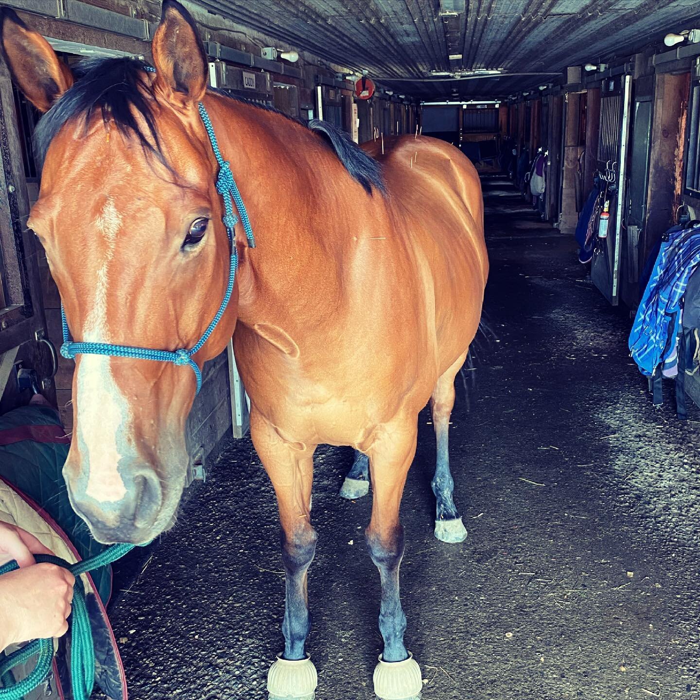 Feeling wonky? Dr. Vassar can help! Plan ahead for your show tune-ups and get on the schedule.  #equineveterinarian #equinesportsmedicine #ottb #equinerehab #equineacupuncture