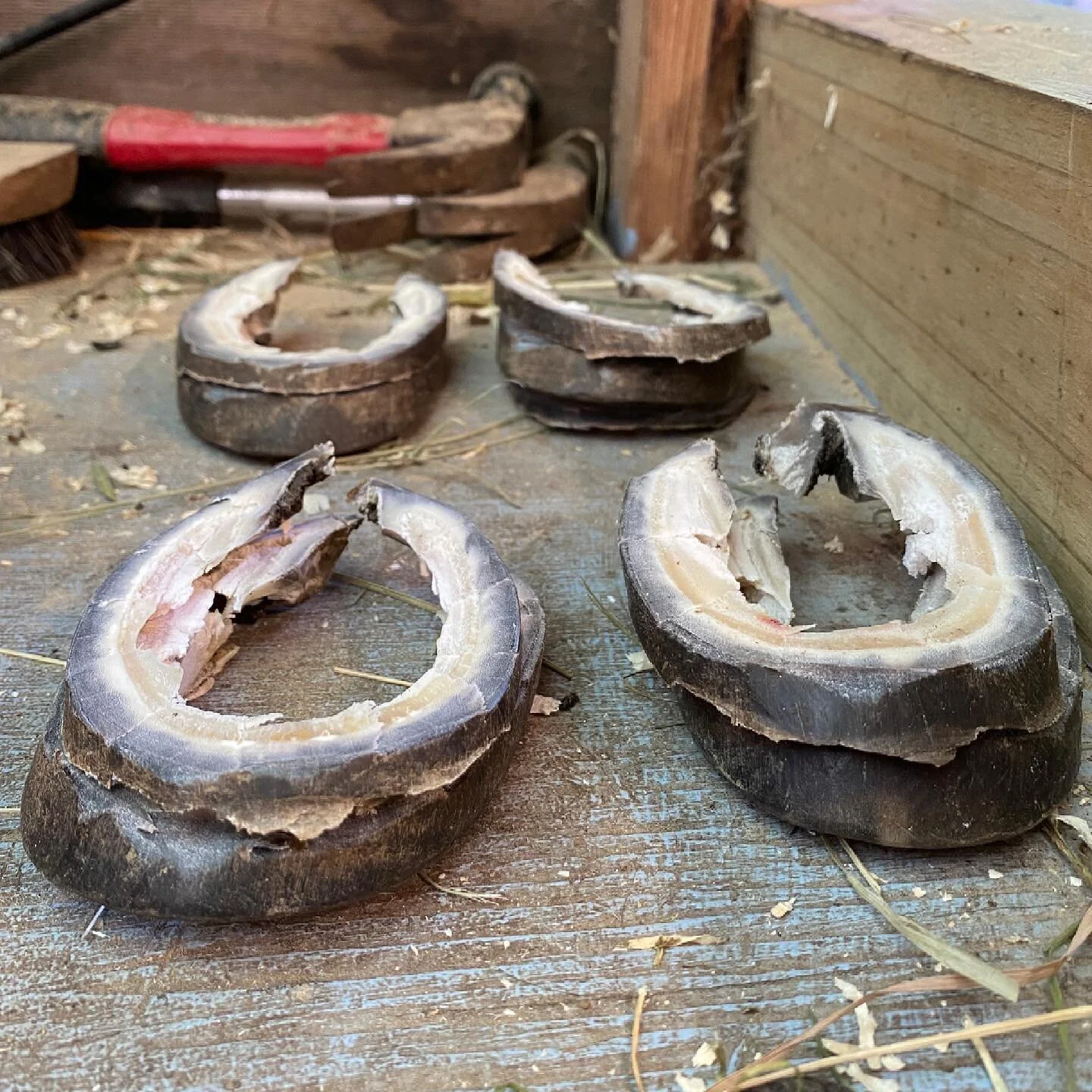 Big trim for a little guy! Hoping to make a big difference in his comfort level. #equinemetabolicsyndrome #insulinresistance #laminitis #equinevet