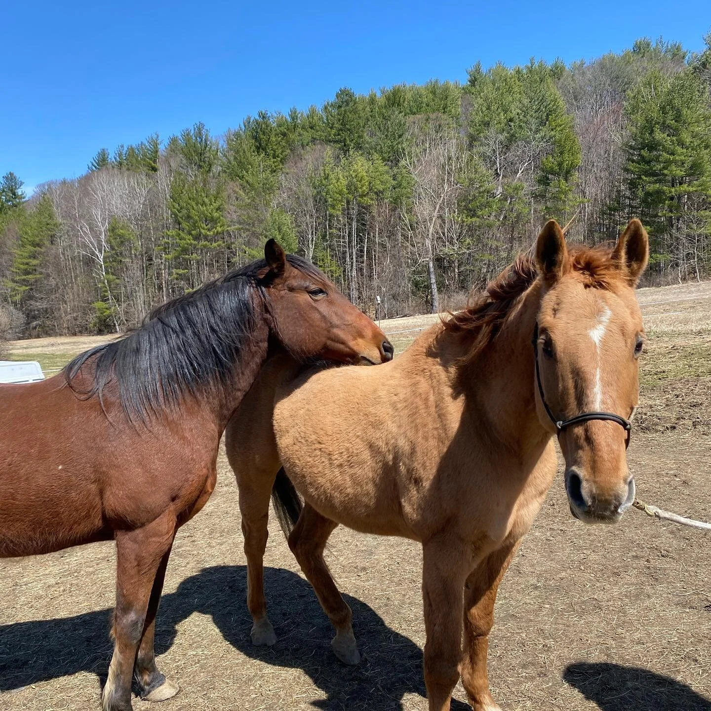 Sometimes even horses need an emotional support animal. #besties #equinevet