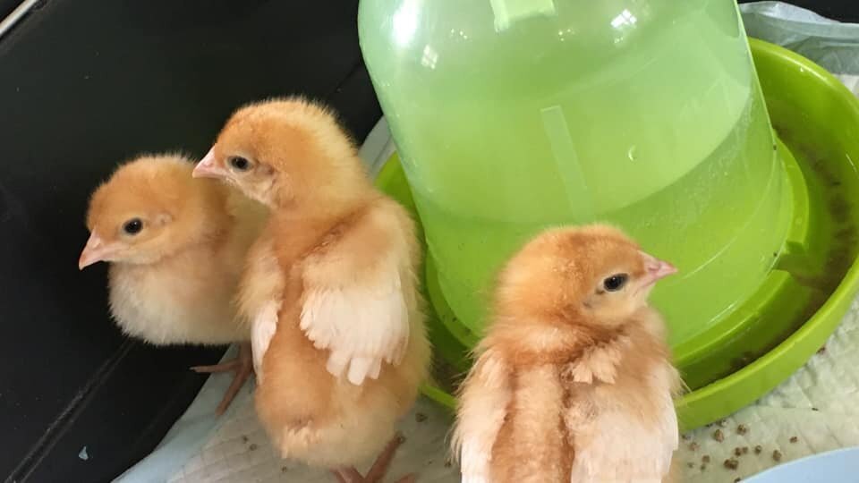 Chick Sitting at White Ash