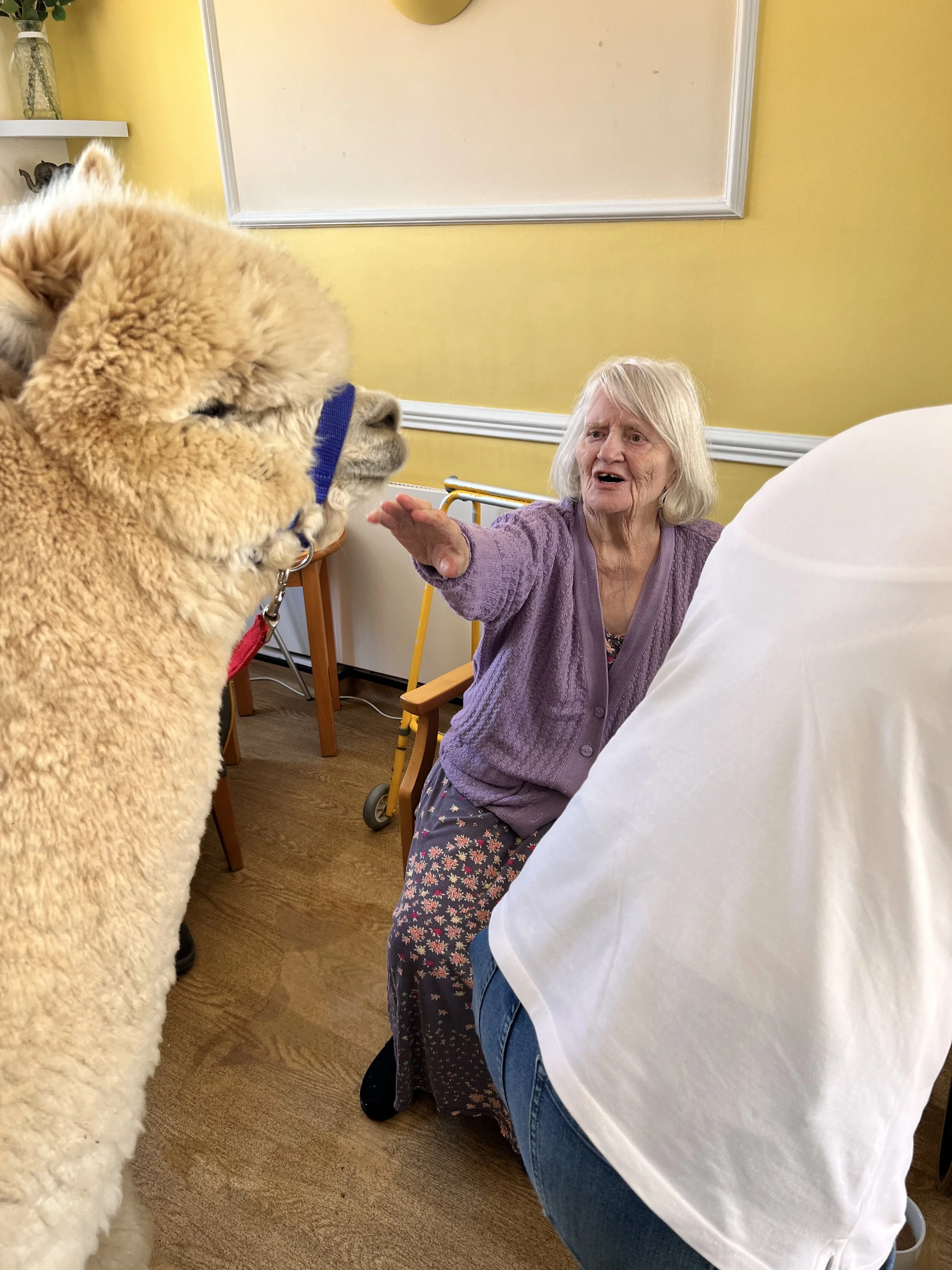 White Ash Brook Alpaca 1.jpeg