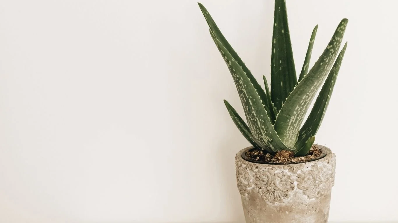 Aloe Vera Pflanze in einer dekorativen Steinkübel auf einem weißen Hintergrund.